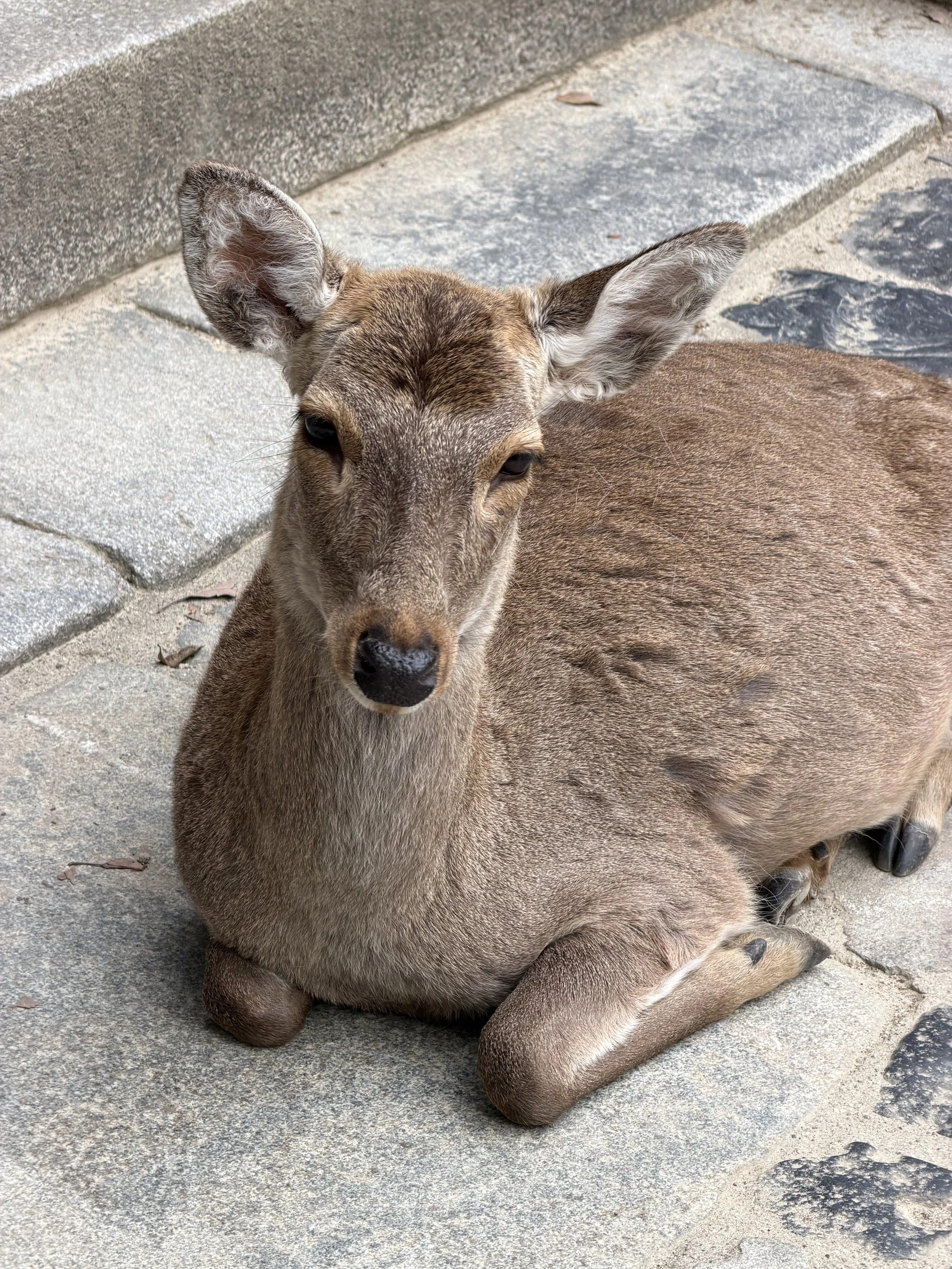 Nara: Suimontei