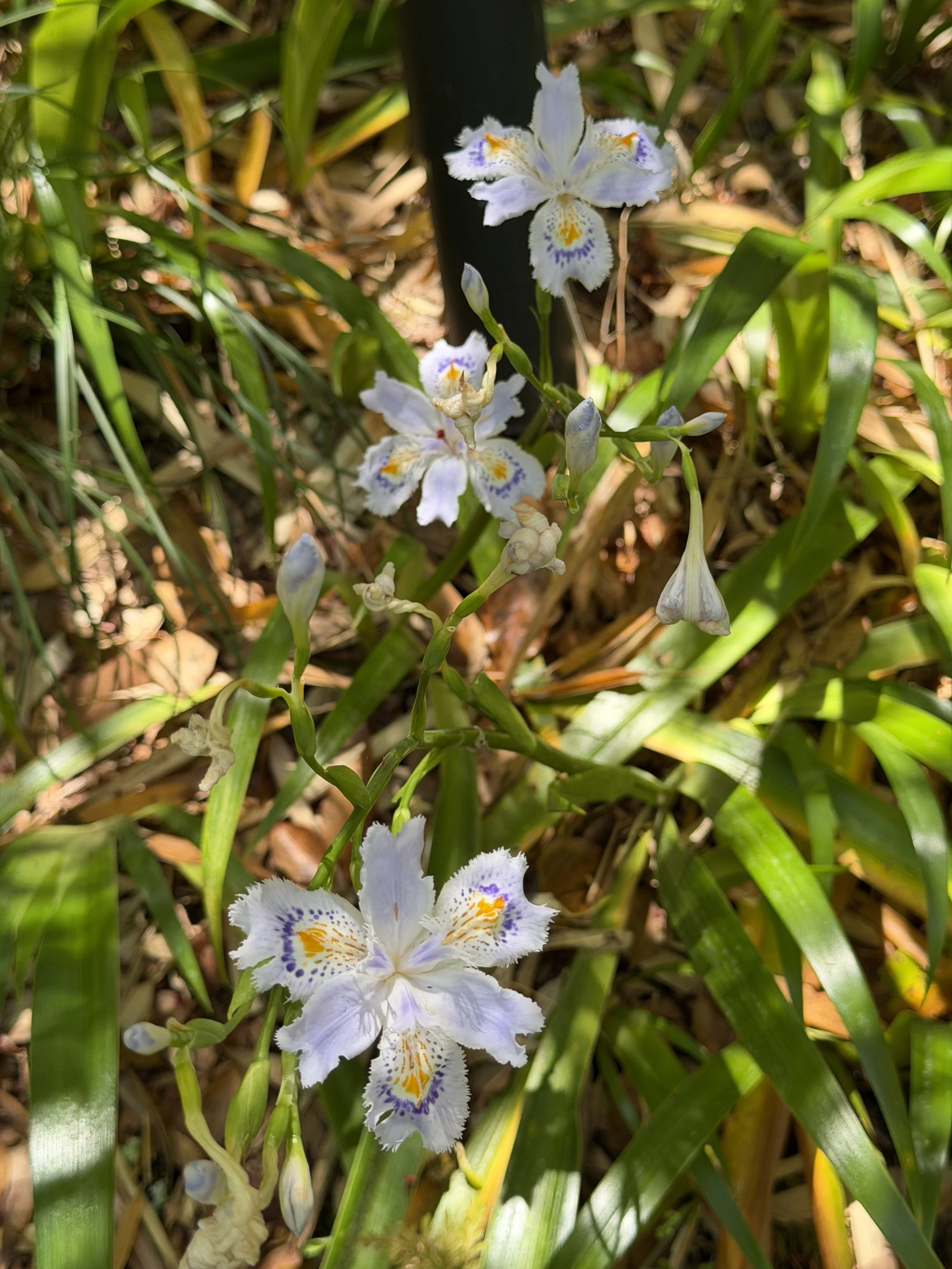 IMG_8725.jpeg