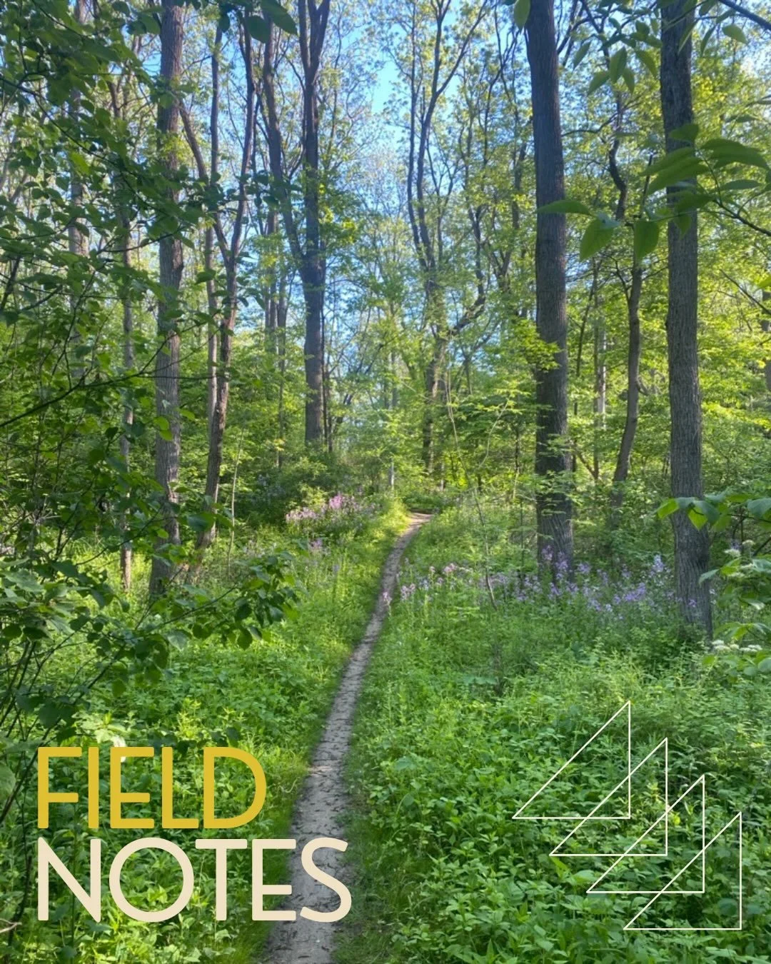 Trail conditions update 📣

The trails for Sunday&rsquo;s club meet are in great shape. The understory has really exploded, and the trails are dry, green, and beautiful. 🌿 There&rsquo;s currently no rain in the forecast and the morning is supposed b