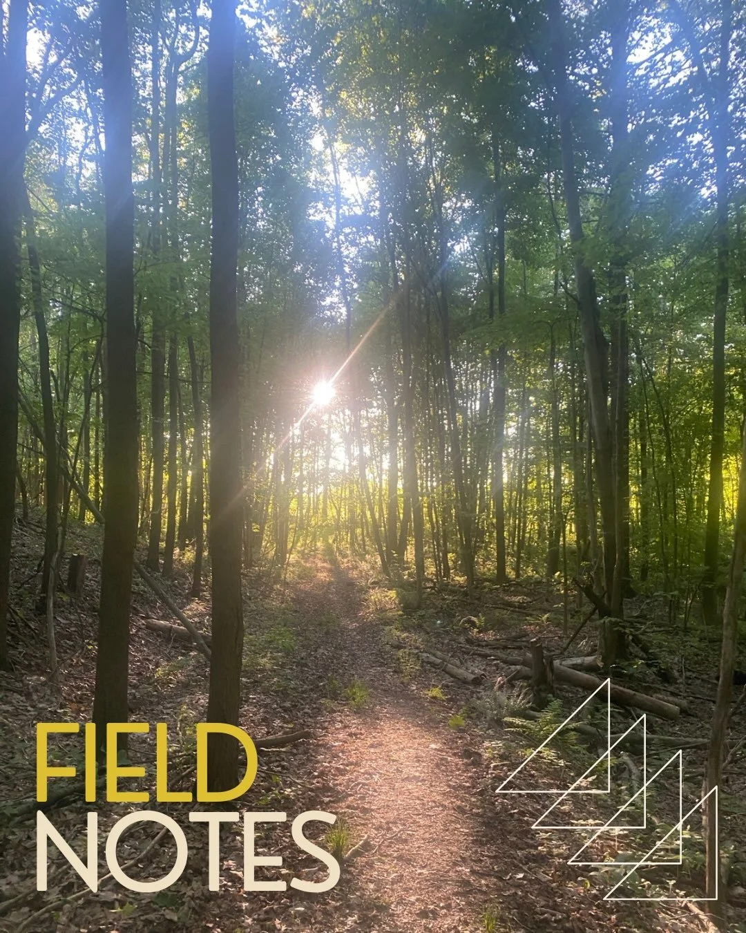 Trail conditions update 📣

Backus Woods trails are lush and full of life. Expect dry conditions and lots of undergrowth in and around mostly shady double and single track for Sunday&rsquo;s #LongPointTrailClub run or hike. 🌿 Weather conditions are 