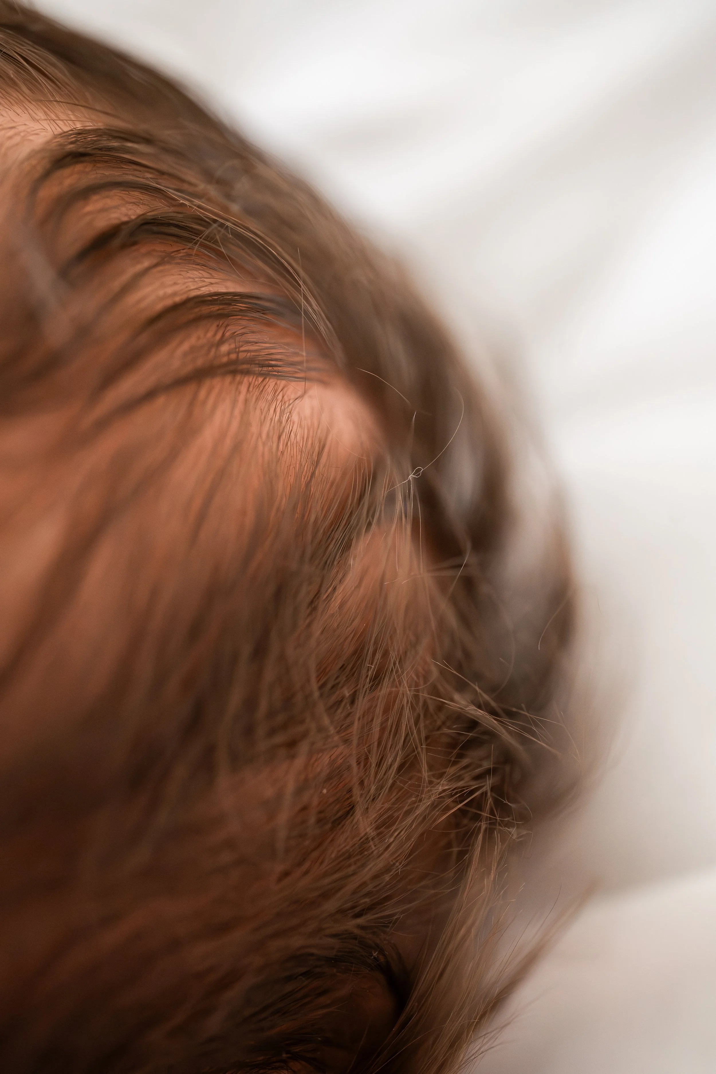 Nahaufnahme von braunem Haustierhaar, möglicherweise Hund oder Katze, mit Fokus auf das Fell und einzelne Haare.