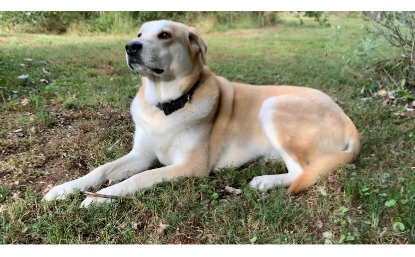 Dog Boarding (> 12 mo of age)