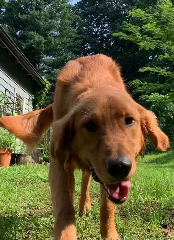 Puppy Boarding (< 12 mo of age)