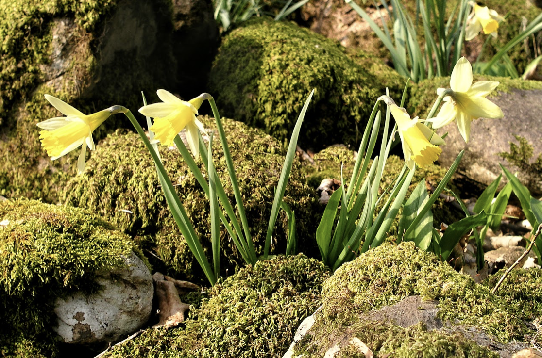 Native wild daffodils flowering at Aira Force near Ullswater.