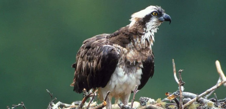 Osprey field visit