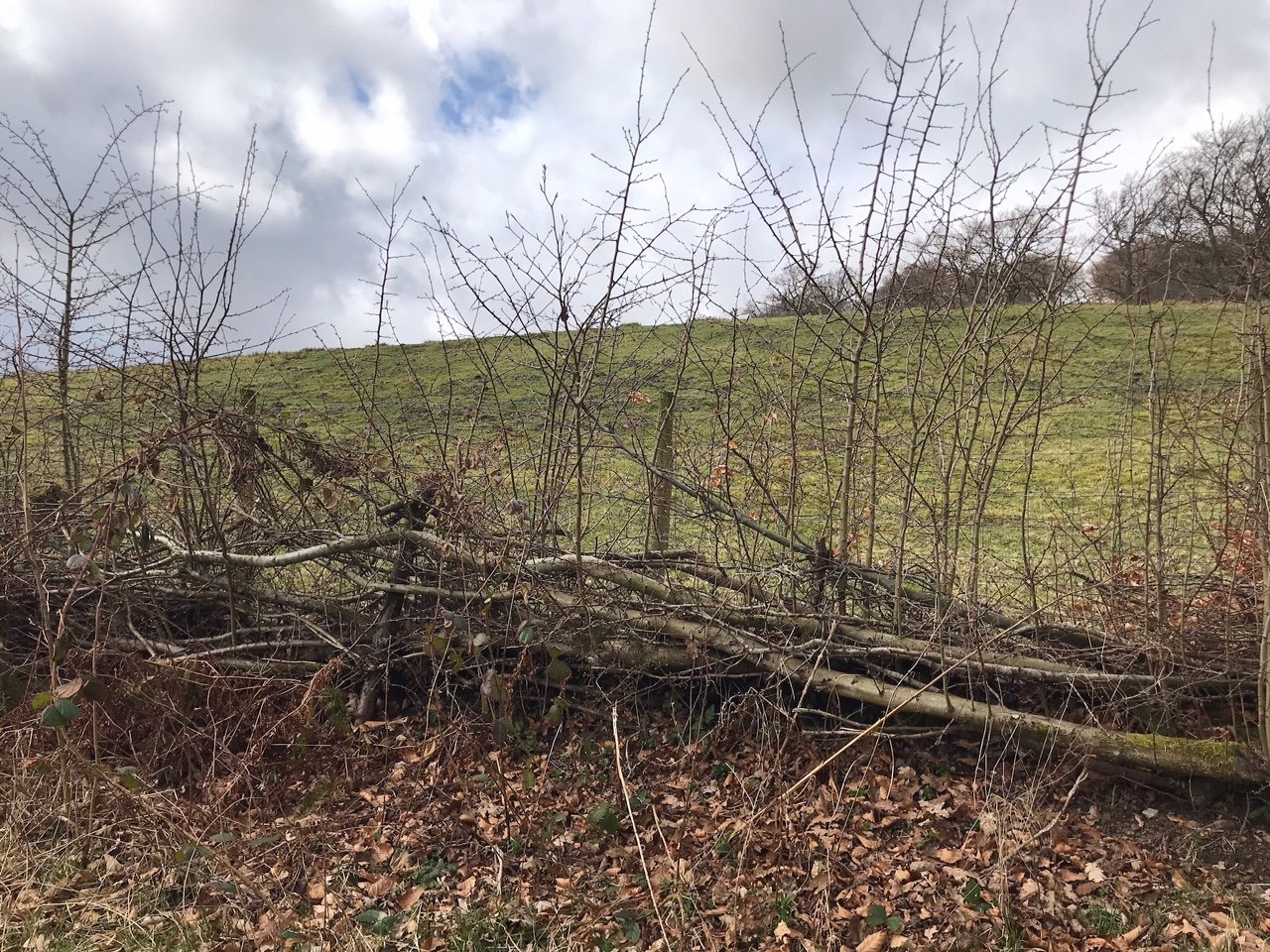 Hedgerow Laying