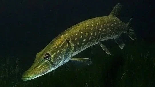 Photograph of a schelley fish