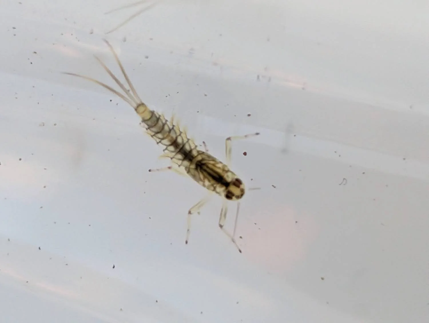 Olive mayfly found in a white sampling tray