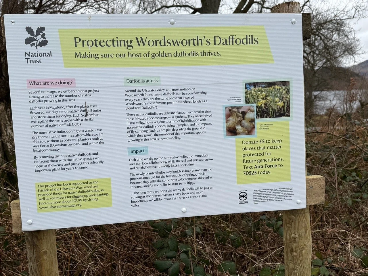 Information board about the daffodil project at Aira Force with support from the Friends of the Ullswater Way