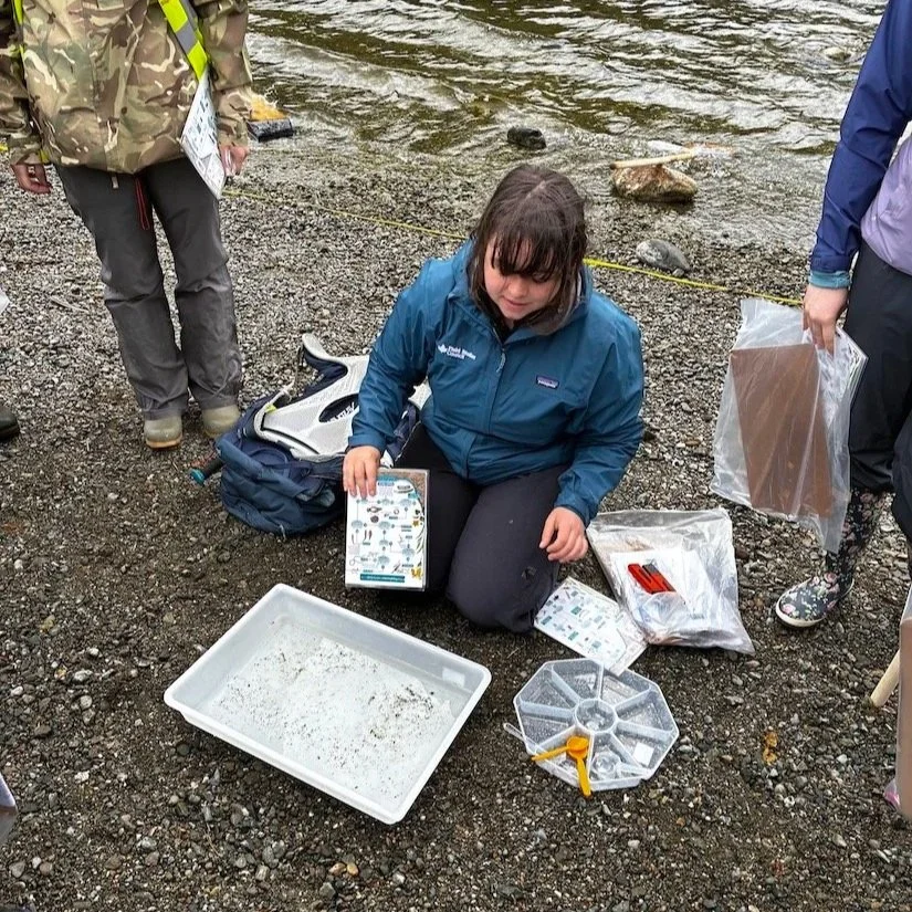 Student identifying freshwater invertebrates in sampling trays during an Ullswater field day.