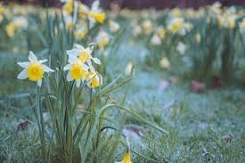 A photograph of the native "Wordsworth" daffodils