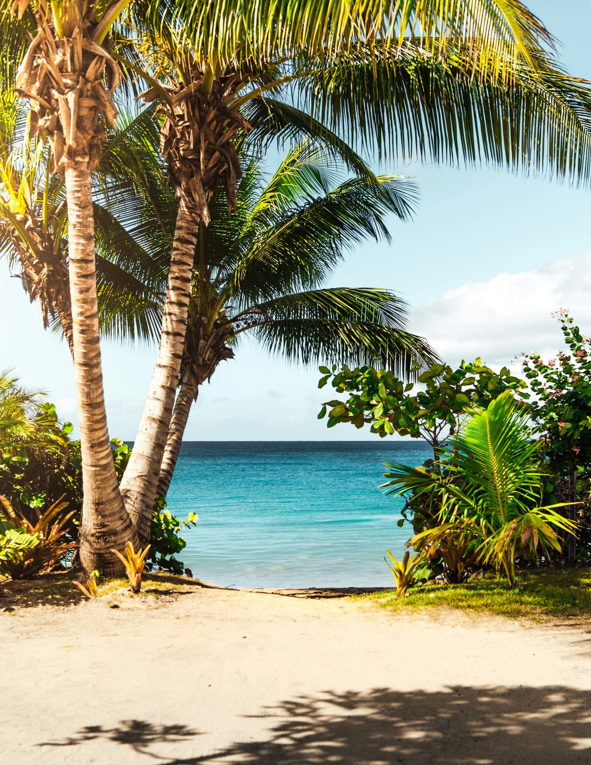Tropical beach scene with palm trees, sandy shore, and ocean with a clear blue sky.
