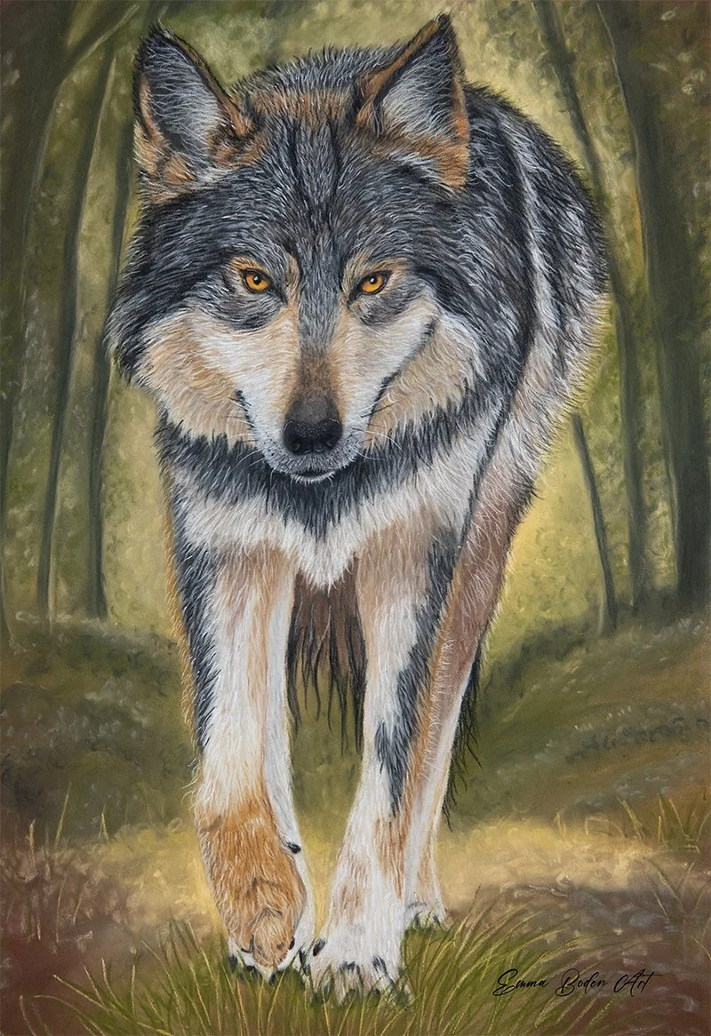 Release of my Mexican Grey Wolf Tutorial.