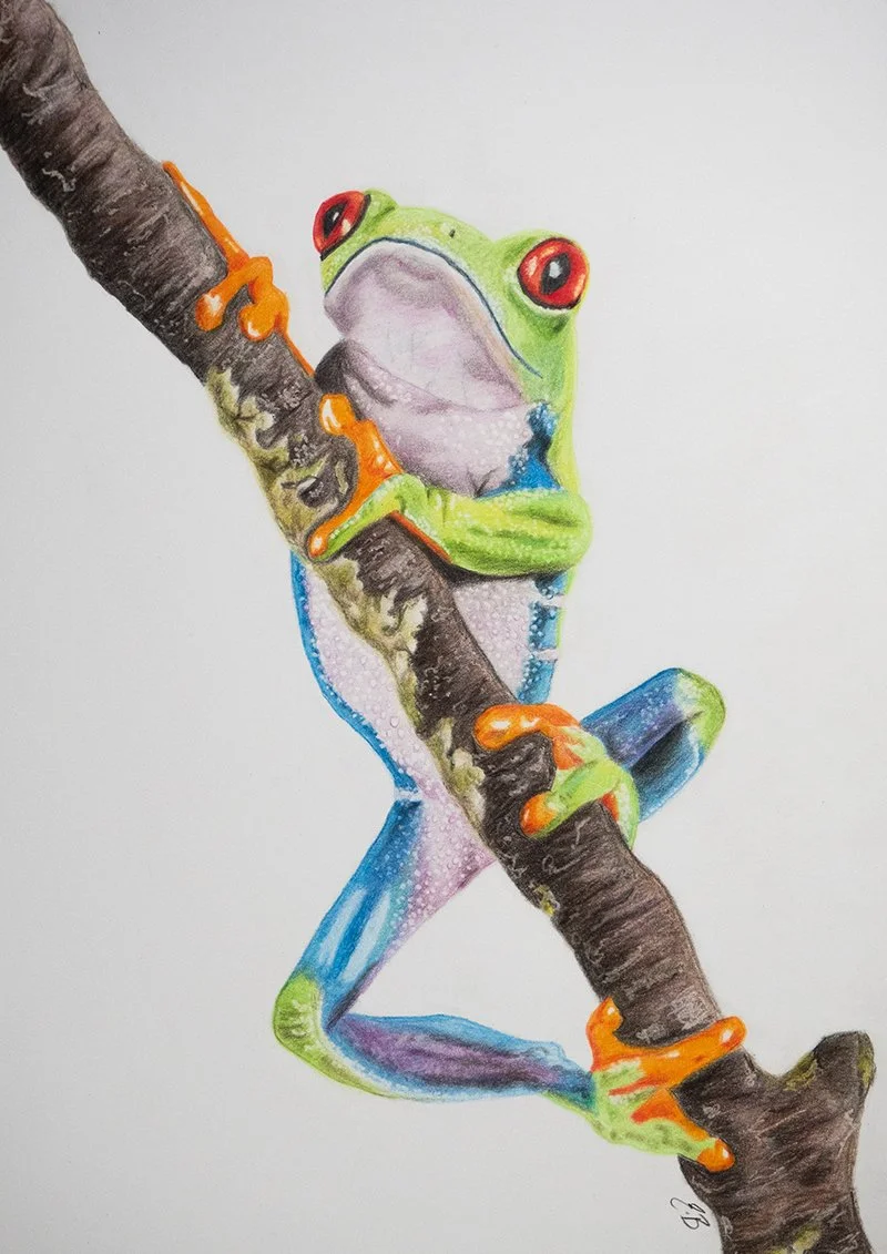 Release of my red eyed tree frog tutorial