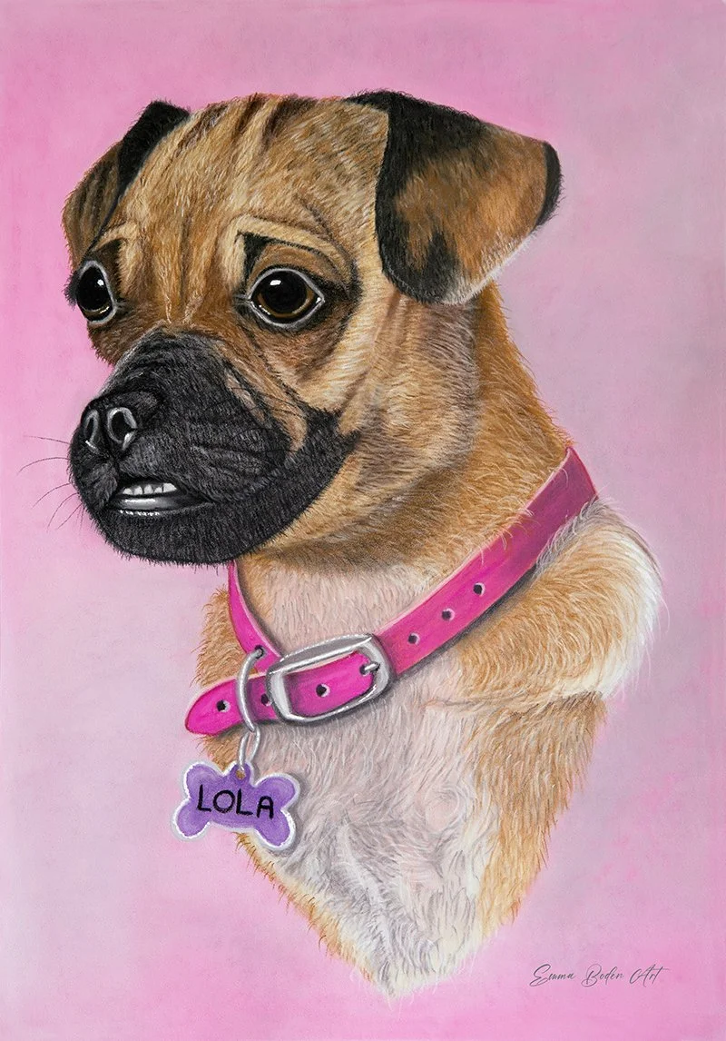 pug cross commission drawn in pastel pencils
