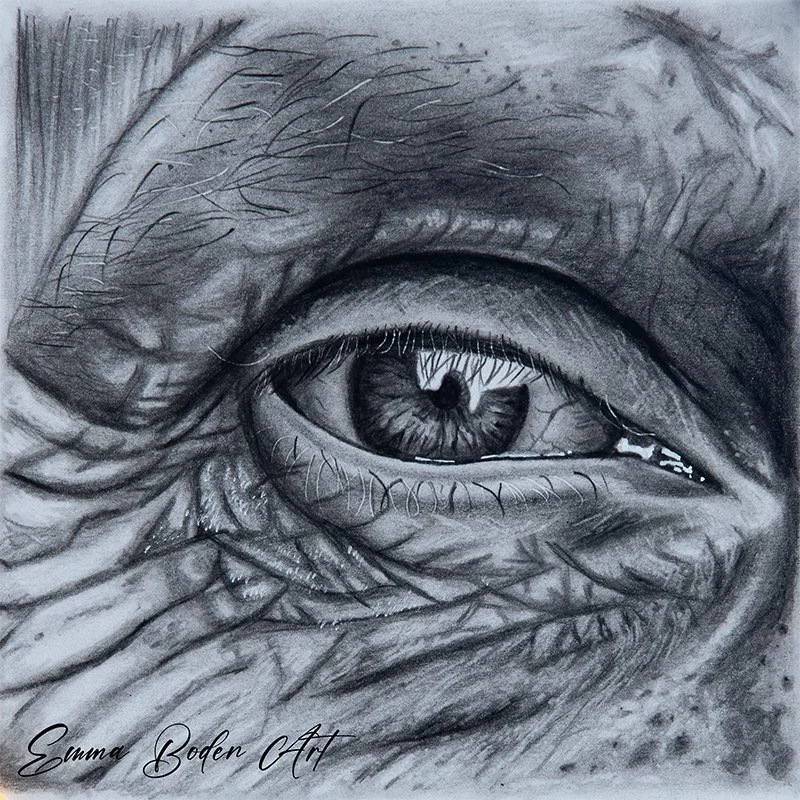 An old mans eye with wrinkly skin drawn in graphite