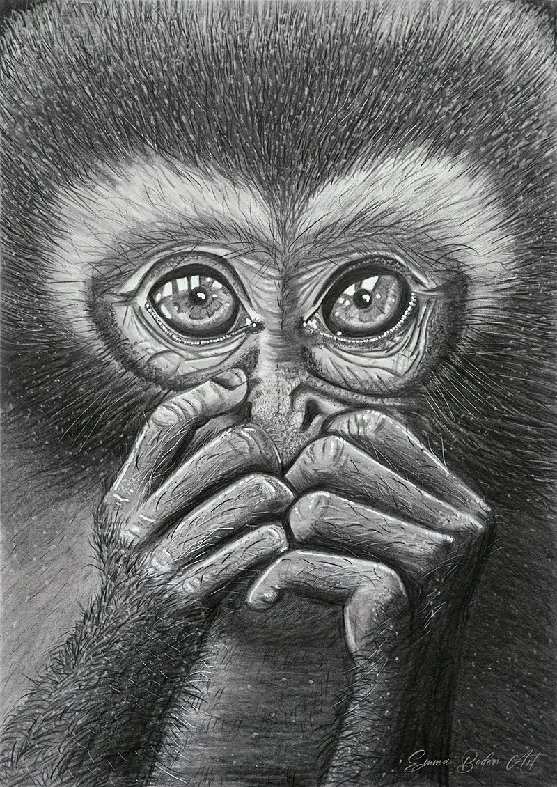 Baby monkey drawn in graphite