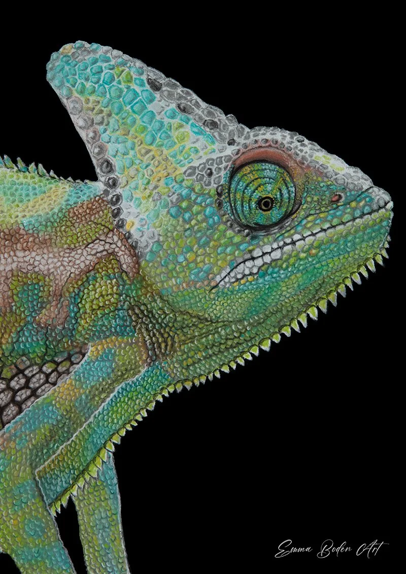 Yeman chameleon drawn in pastel pencils