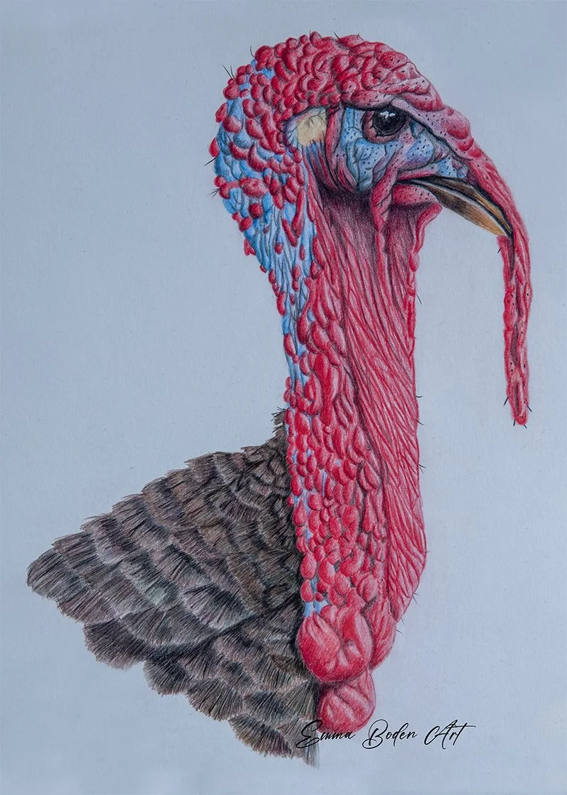 Turkey drawn in coloured pencils