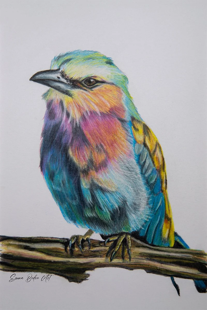 Lilac Breasted Roller Bird known for its vibrant plumage drawn in coloured pencils