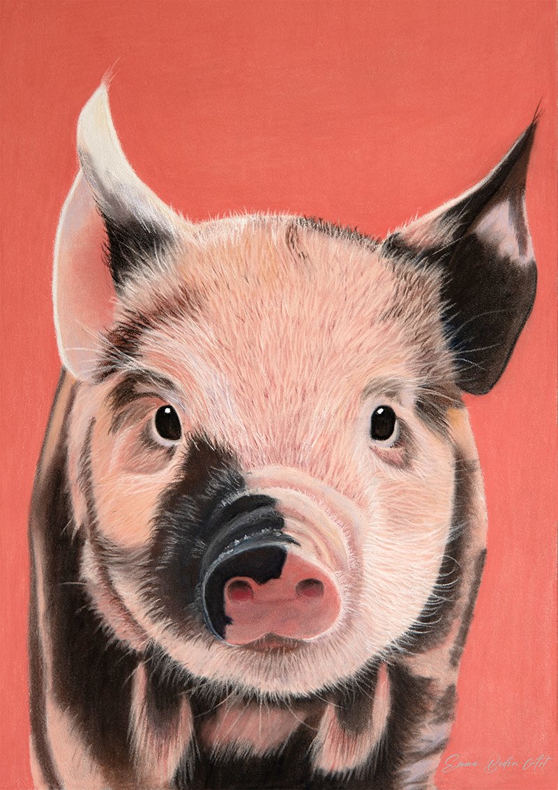 beautiful baby piglet drawn in pastel pencils