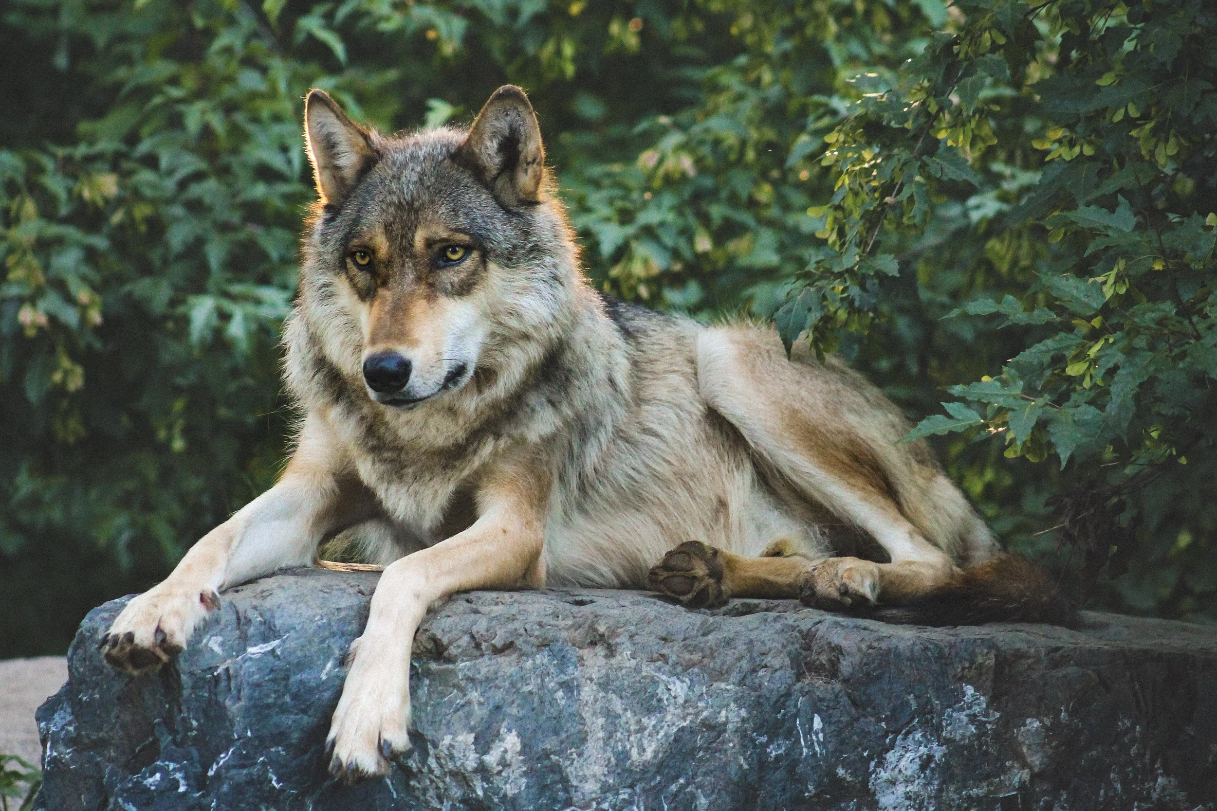 9-B_Phelan July 21st-12.jpg