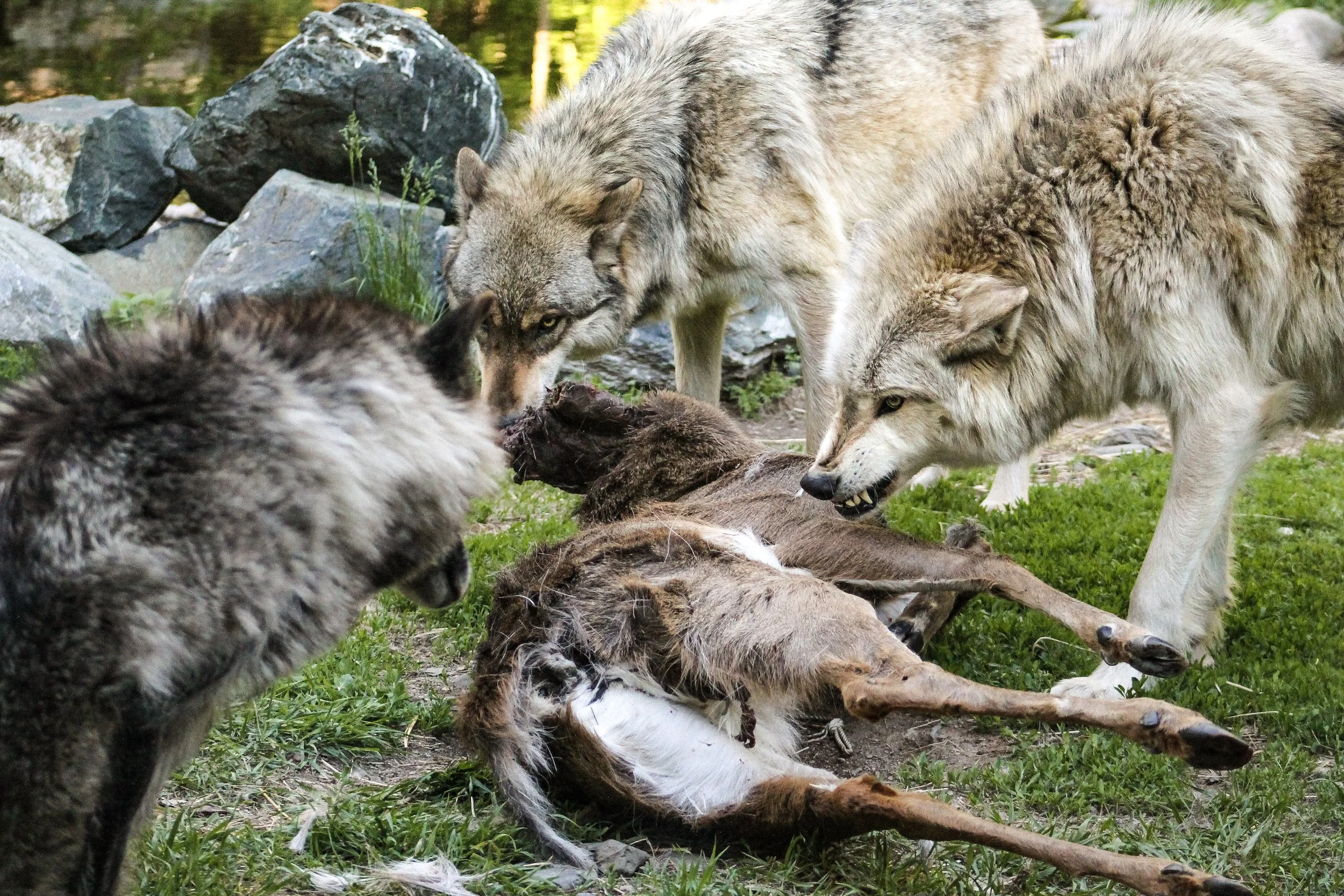 1-B_Phelan May 30th-16.jpg