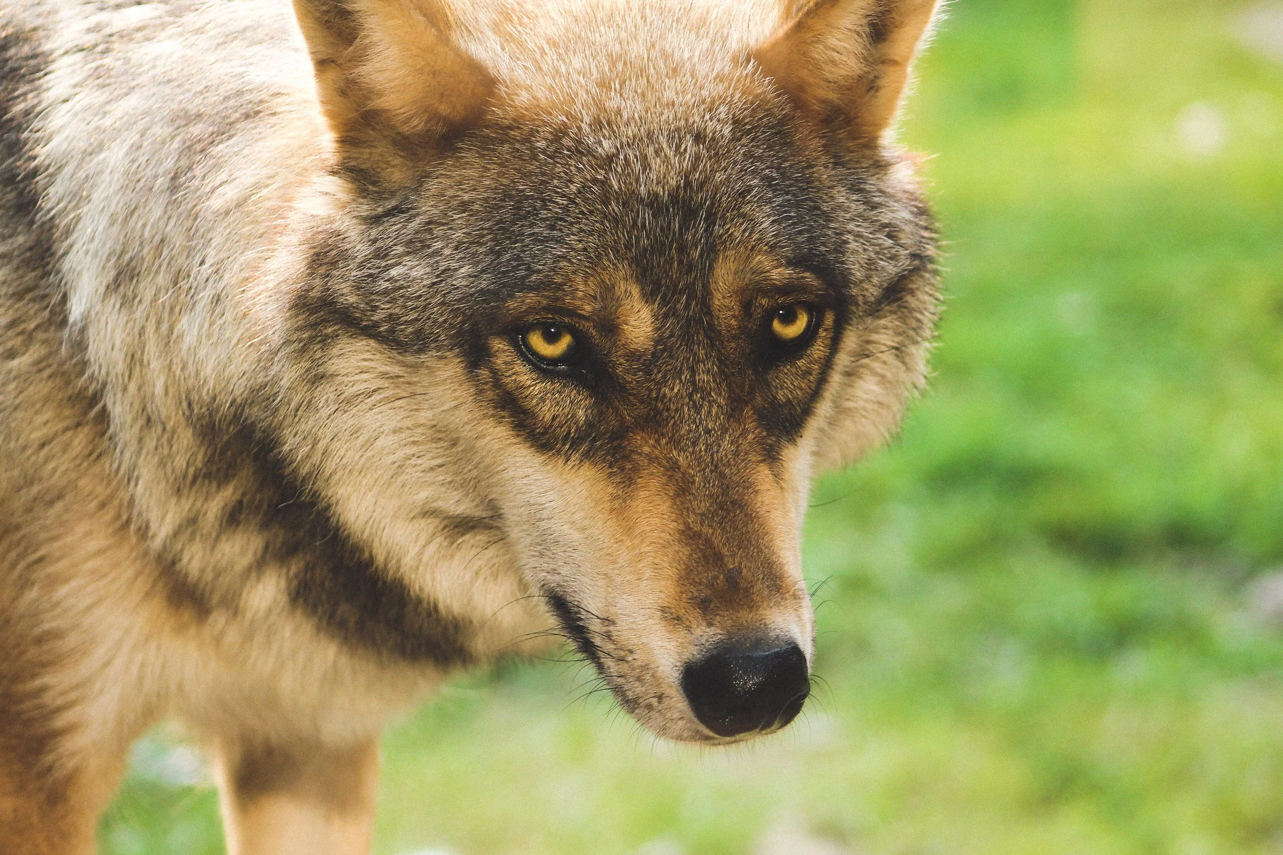 5-B_Phelan July 4th-62.jpg