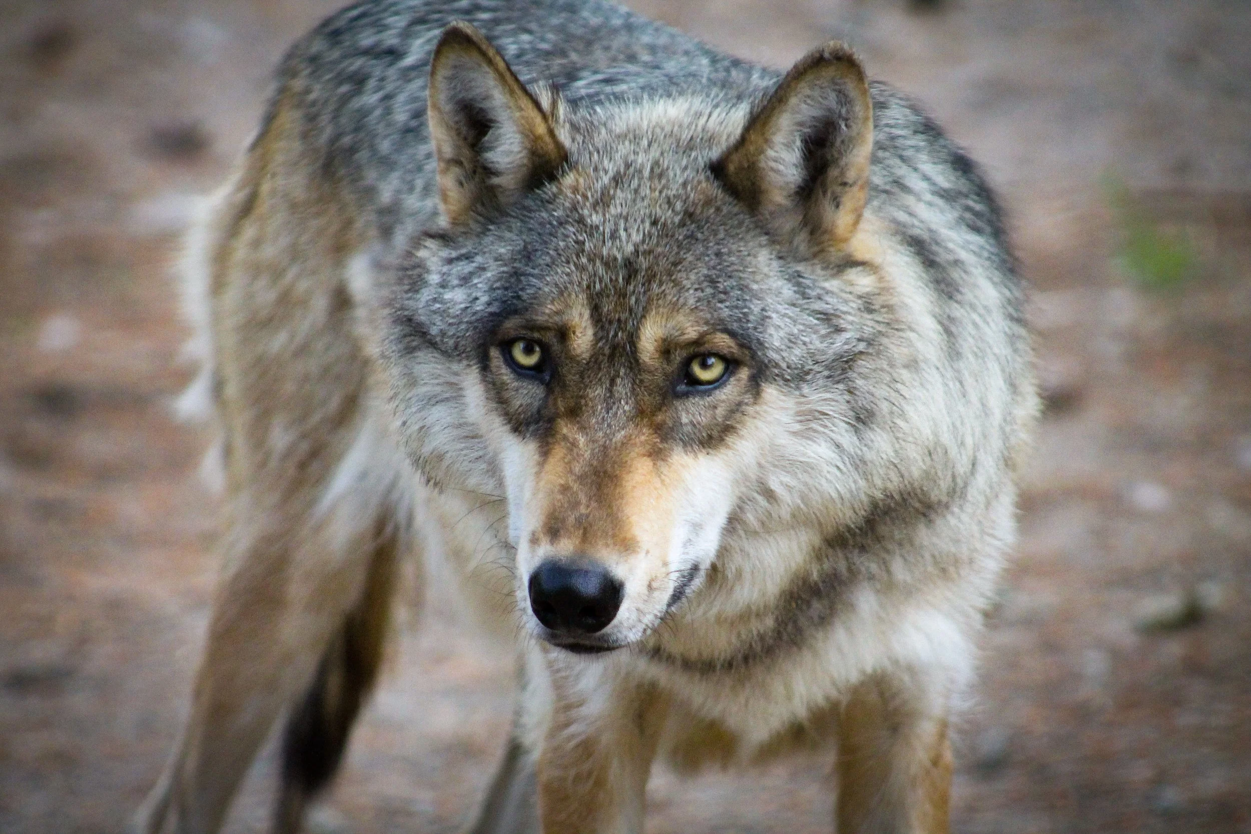 4-B_Phelan July 4th-59.jpg