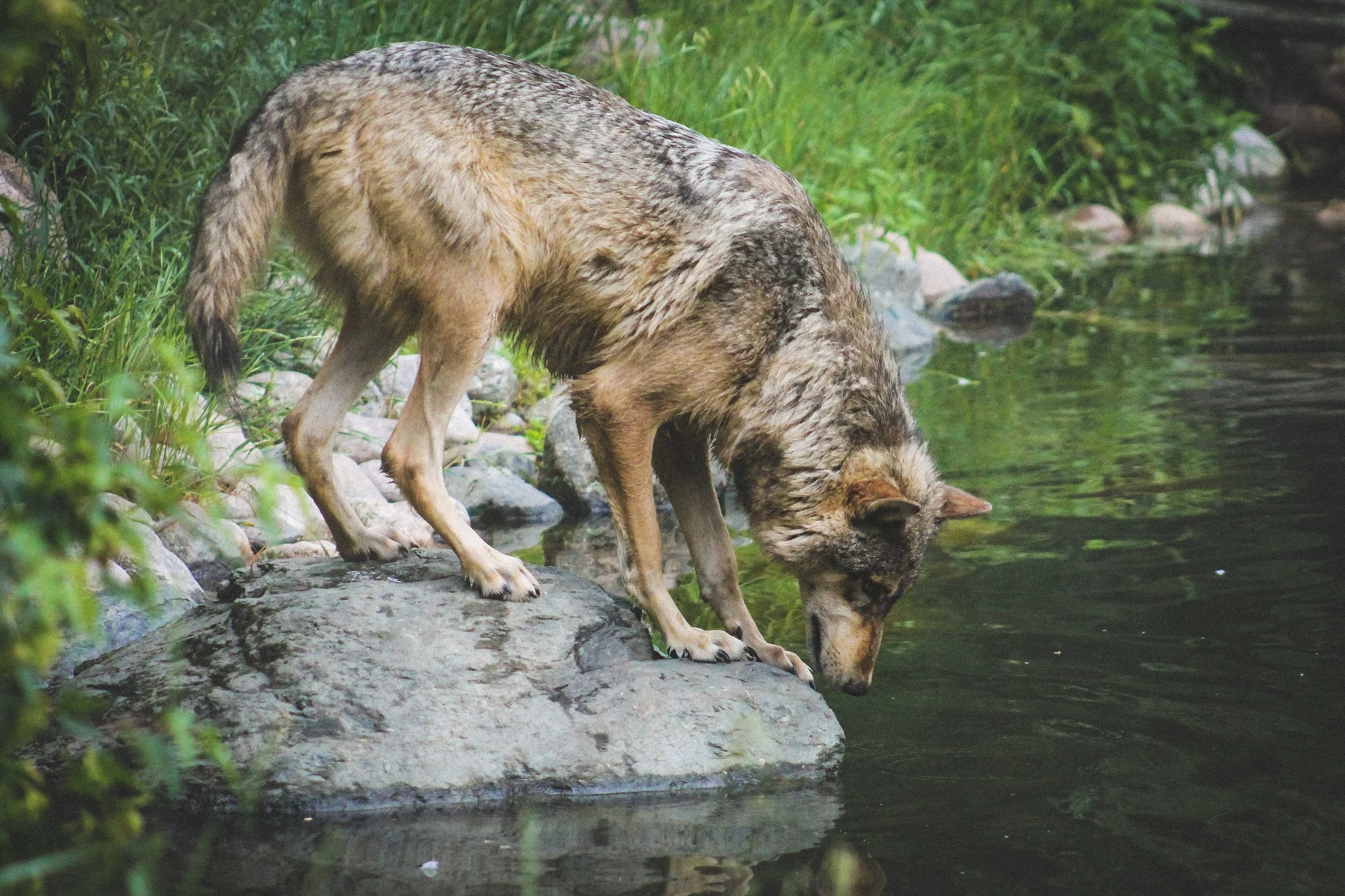 7-B_Phelan July 6th-52.jpg