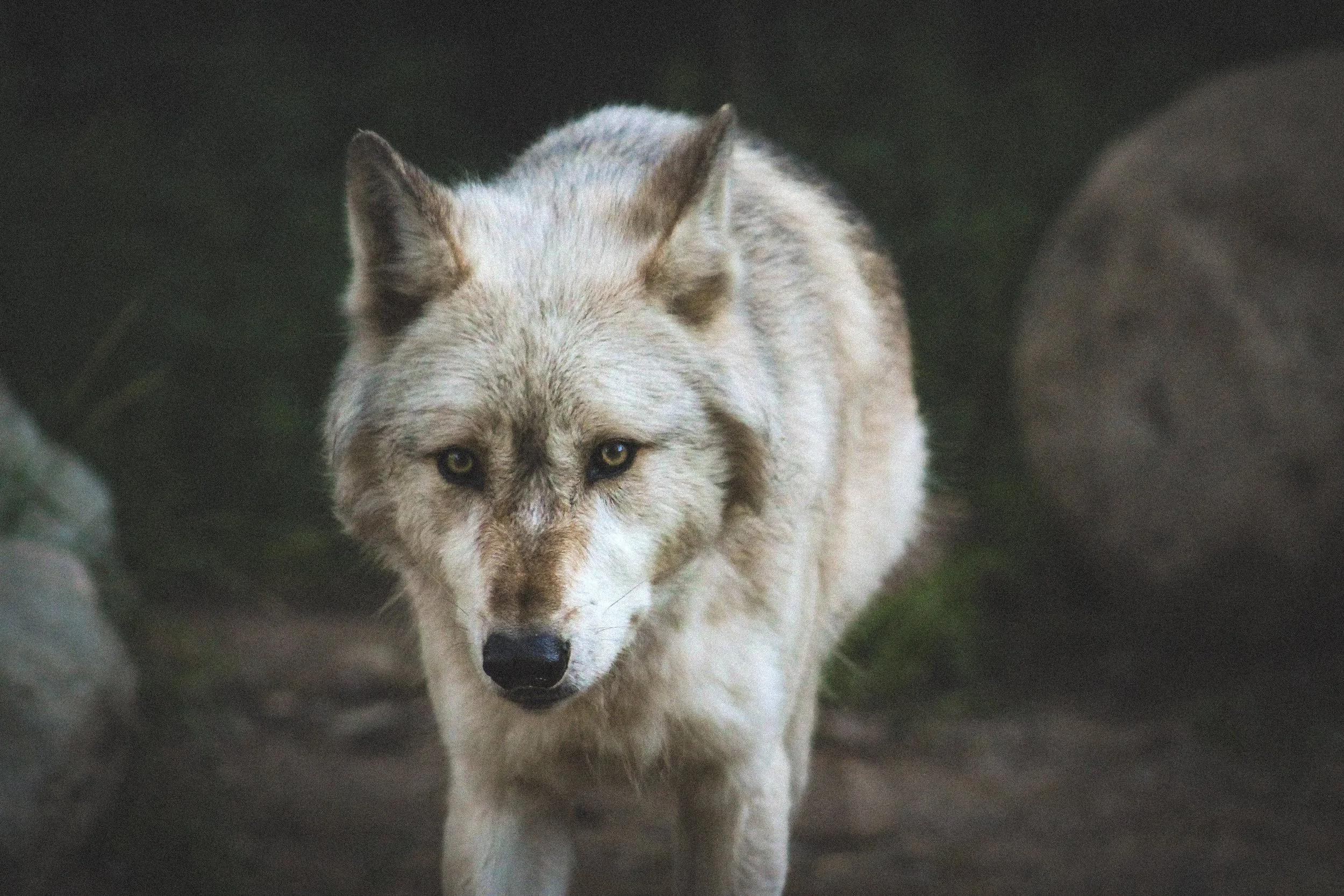 11-B_Phelan August 10th-30.jpg