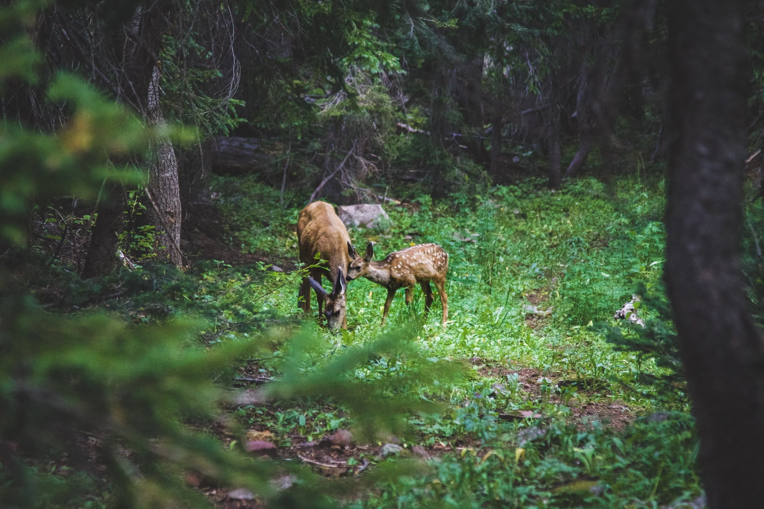 43-IMG_1712 copy.jpg