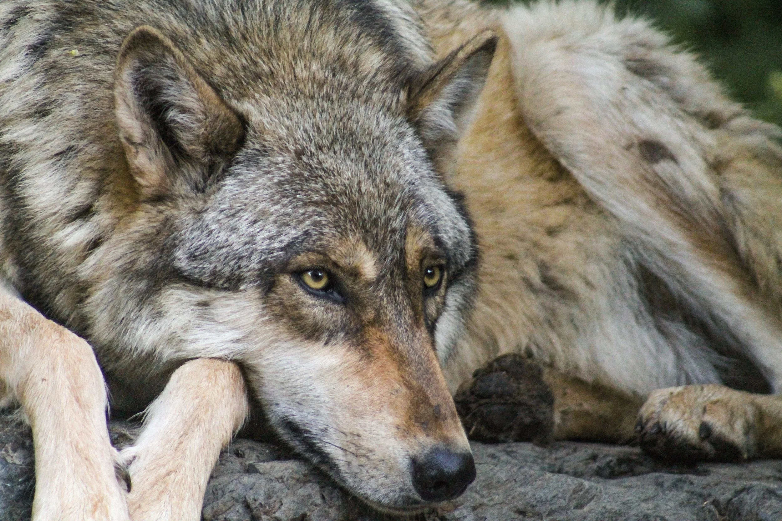 2-B_Phelan June 14th-3.jpg