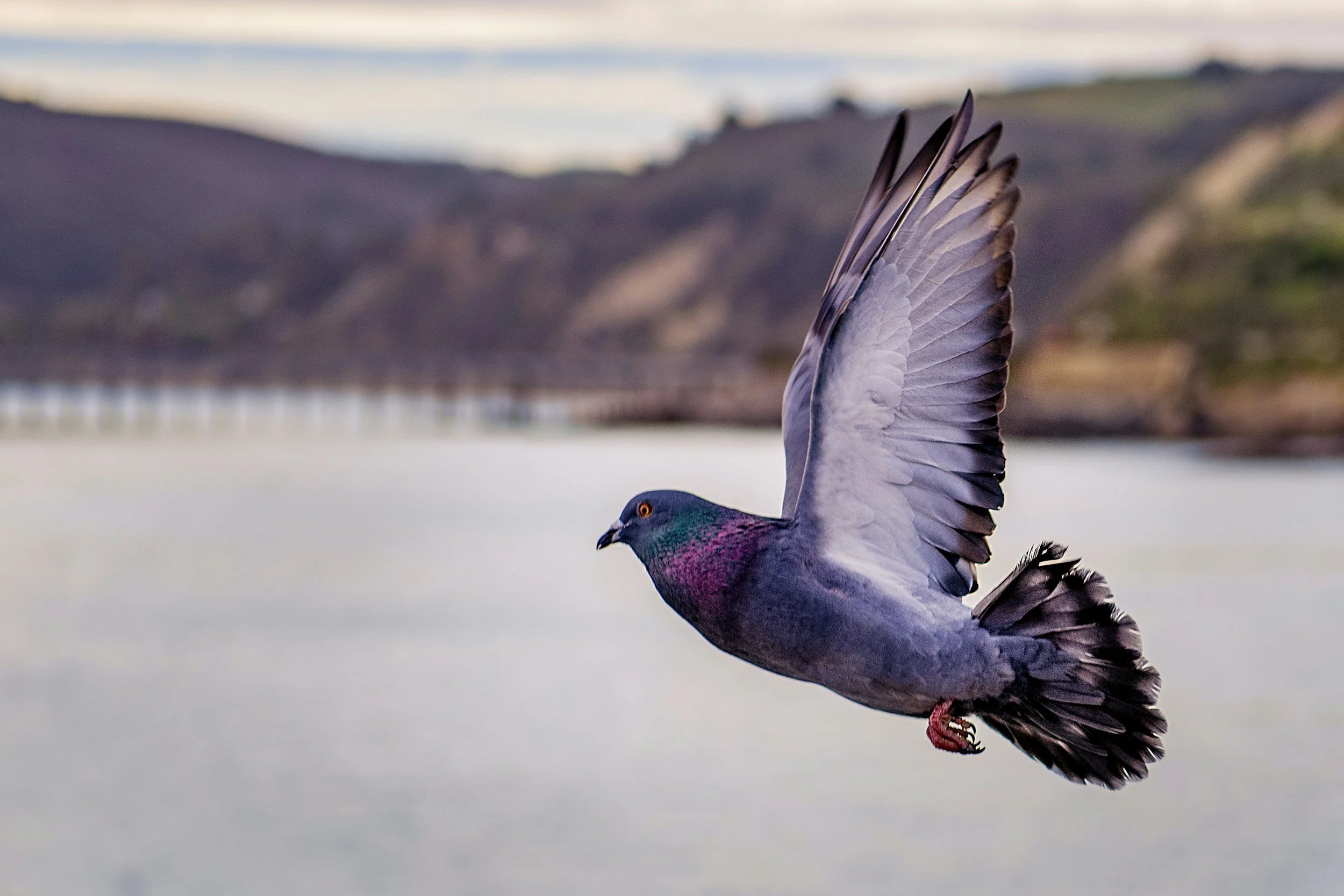 A pigeon flying near a body of water with hills in the background.