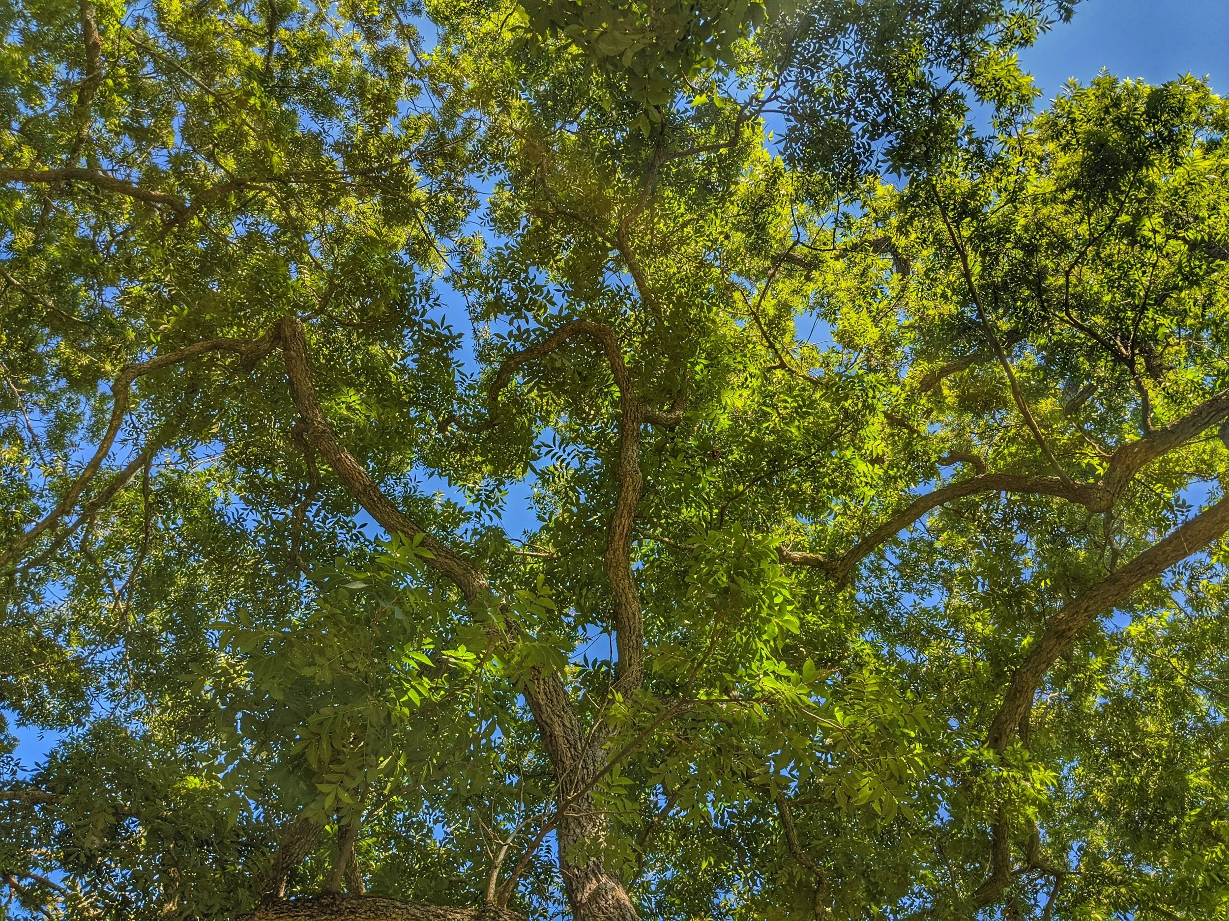 How Balch Springs Is Quietly Changing