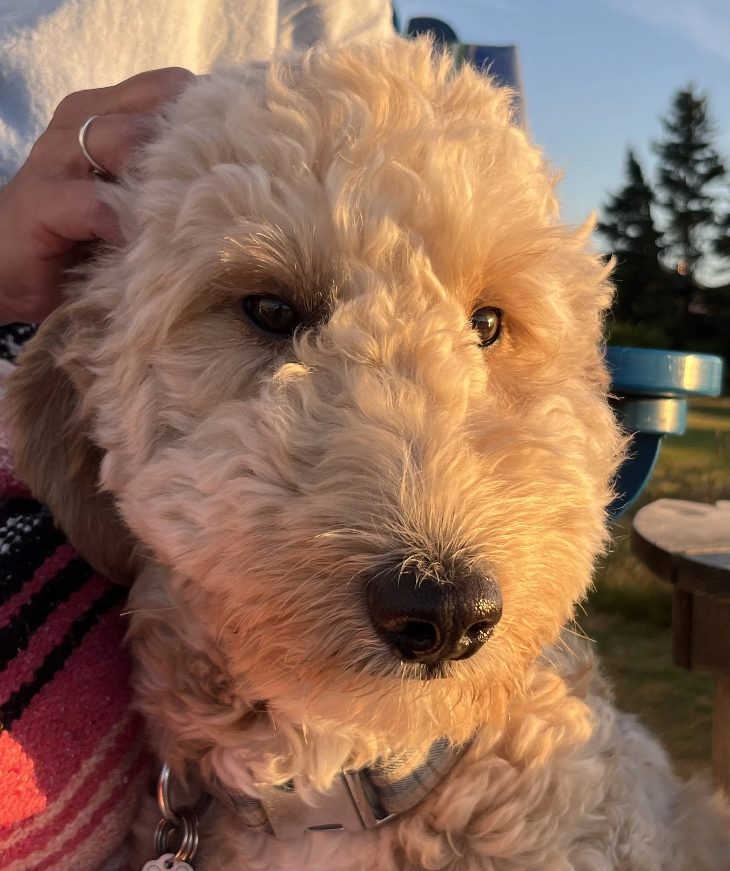 Close-up of a fluffy, cream-colored dog with dark eyes and a black nose, being held by a person outside during sunset.