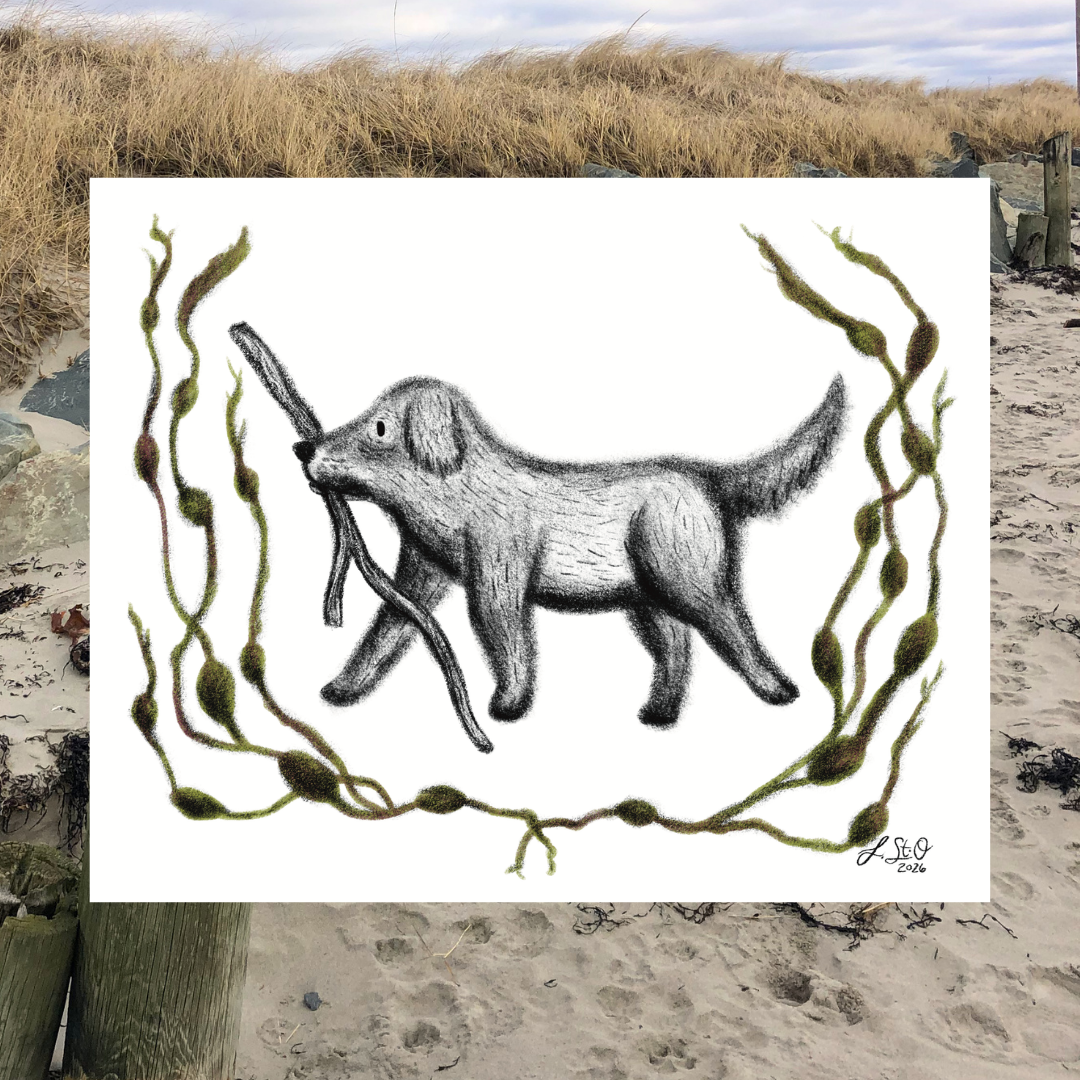 beach-dog-digital.png