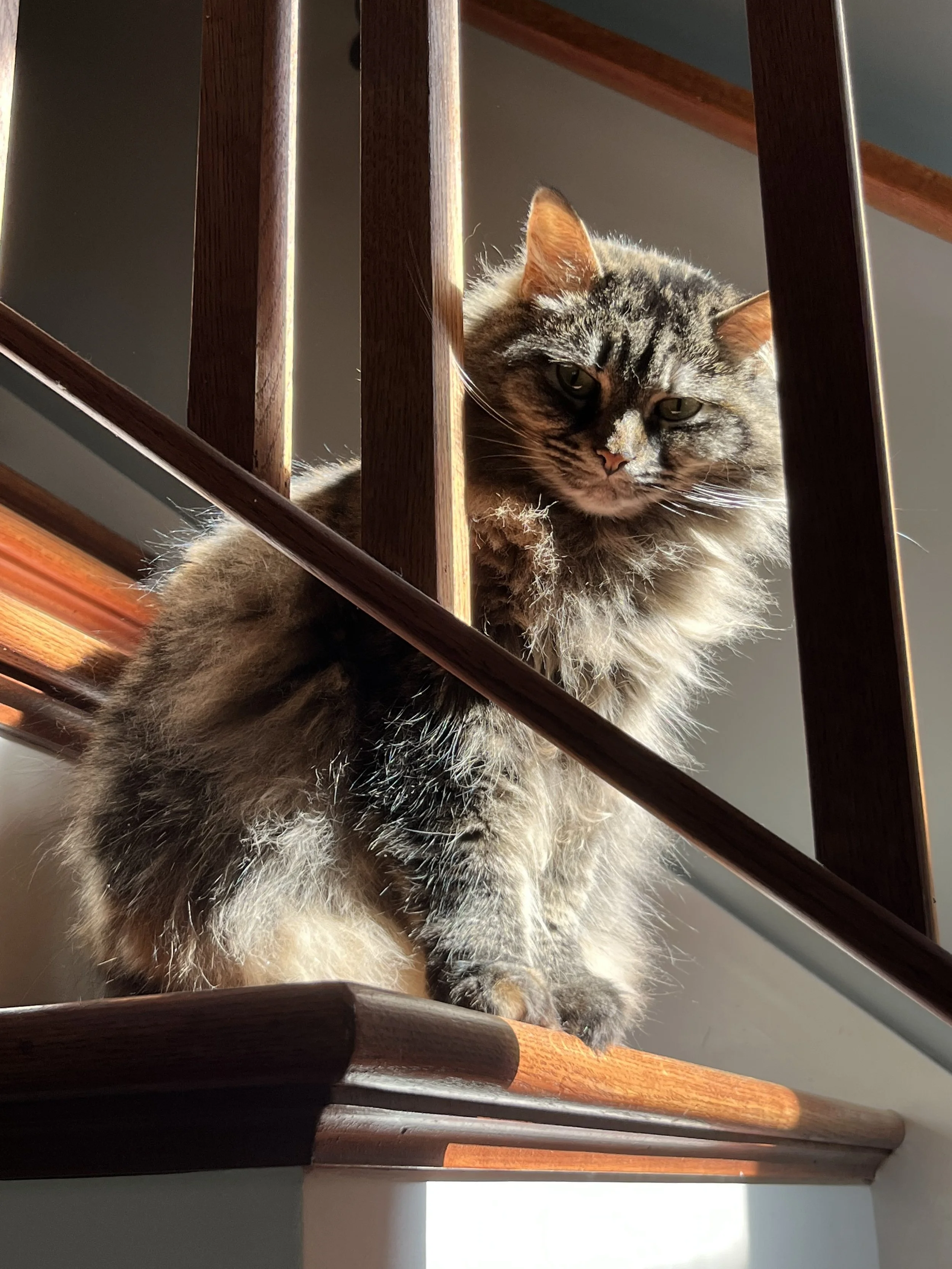 A fluffy tabby cat with a mix of dark and light fur, sitting on a wooden staircase, with sunlight illuminating its face and body.