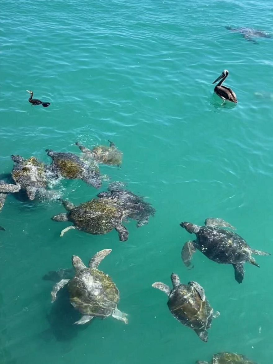 How to Swim with Sea Turtles in Peru Without Harming Them