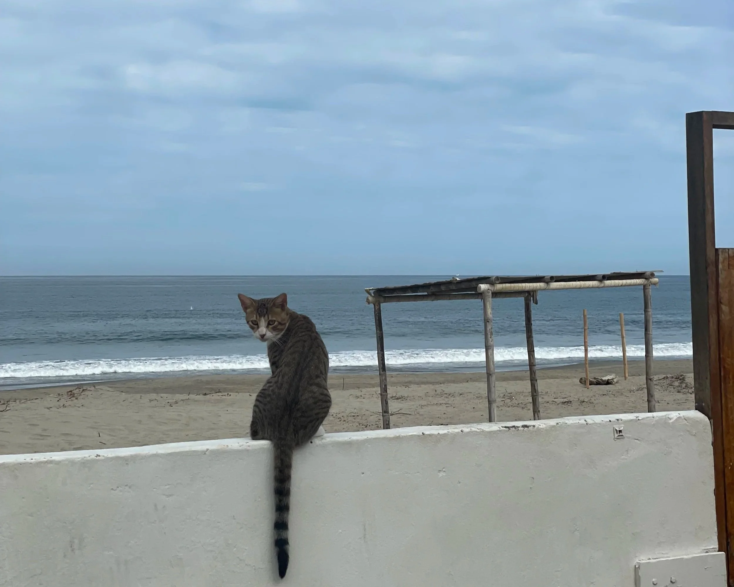 A tabby cat sitting on a white concrete ledge at the beach in northern Peru
