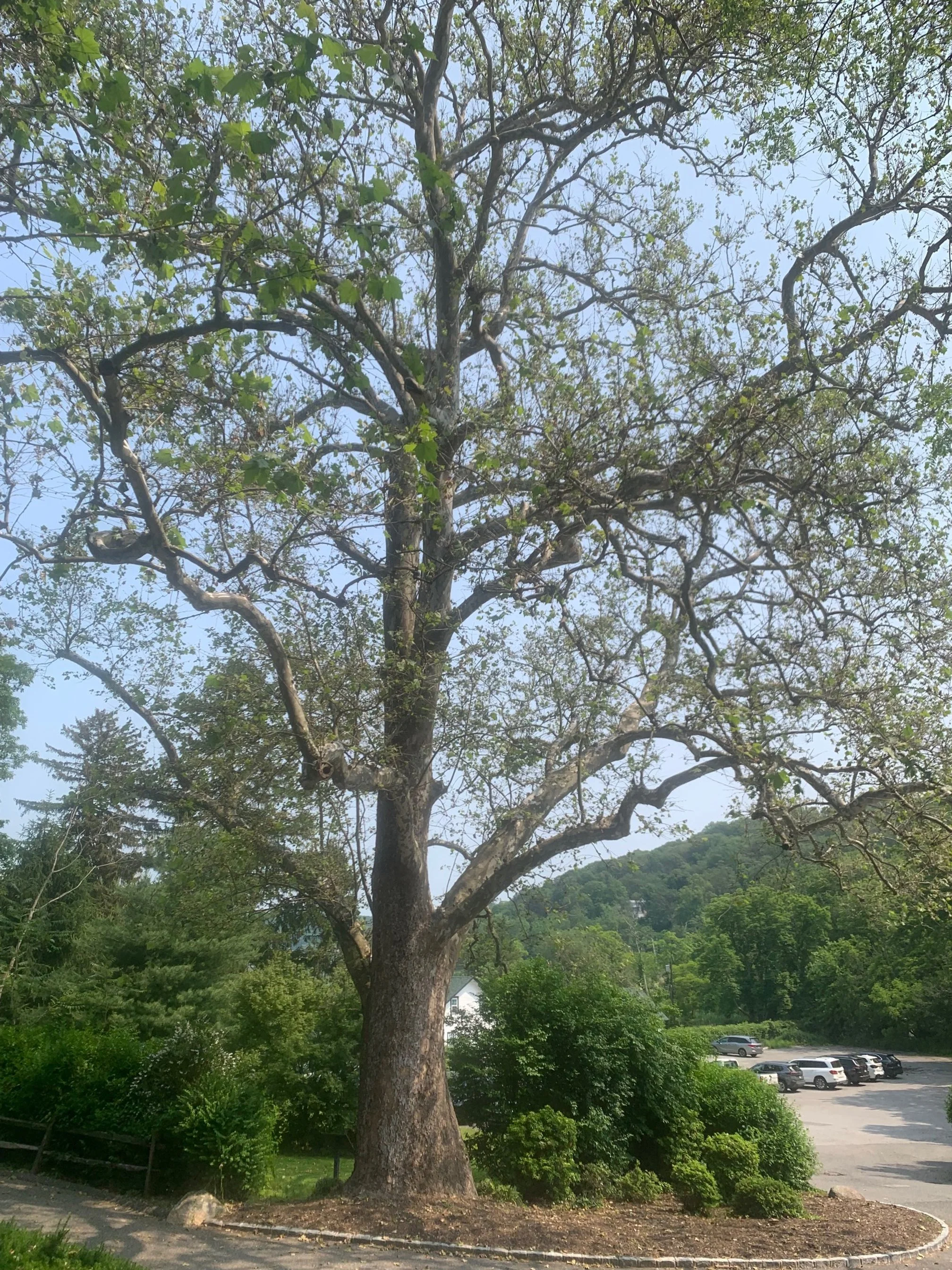 Large leafless tree with thick trunk and many branches, surrounded by green bushes and trees, with a parking lot filled with cars in the background and a hillside covered in greenery under a bright blue sky.