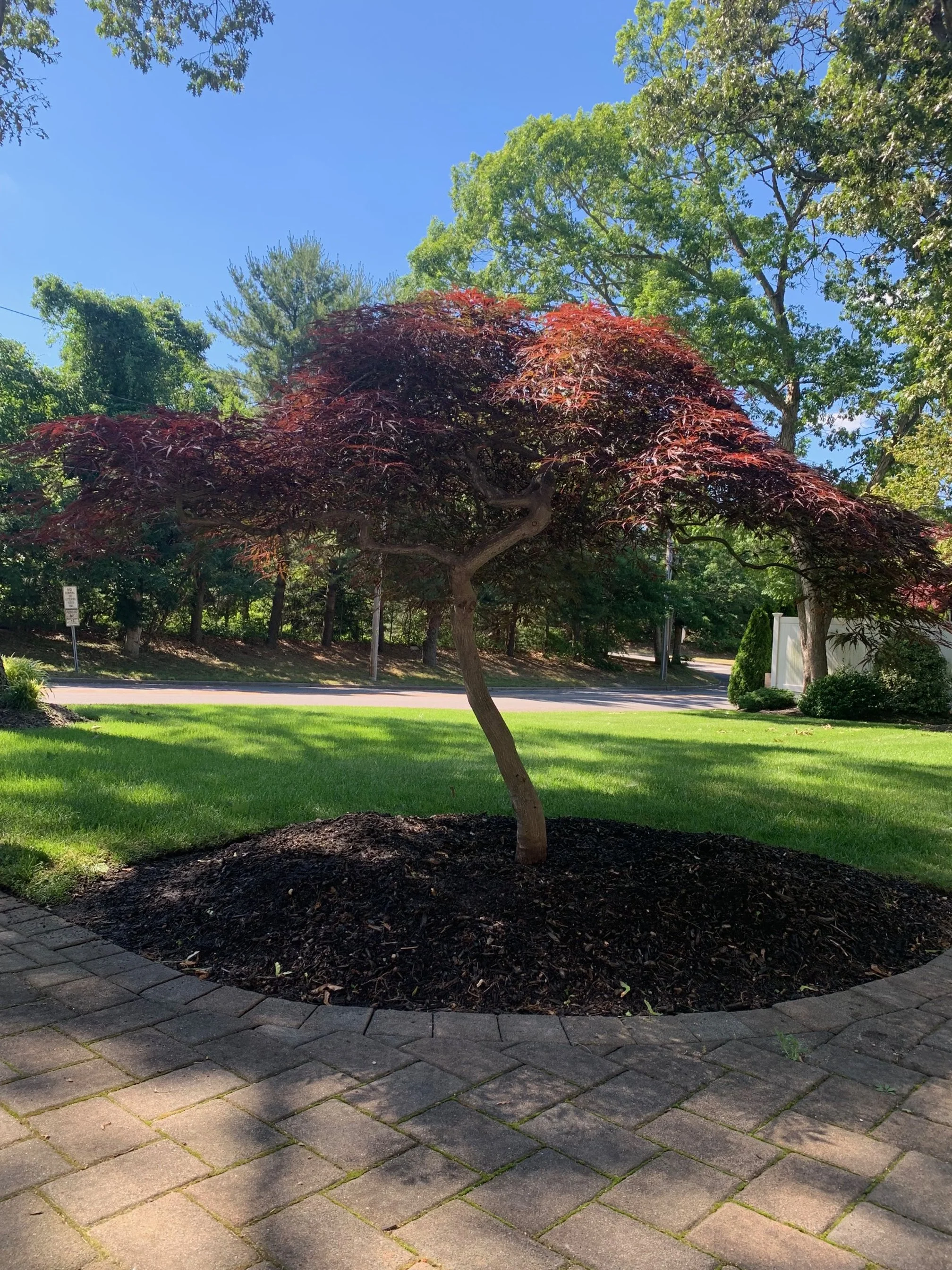 A small tree with red leaves planted in a mulch bed near a brick sidewalk on a sunny day with a blue sky and green trees in the background.