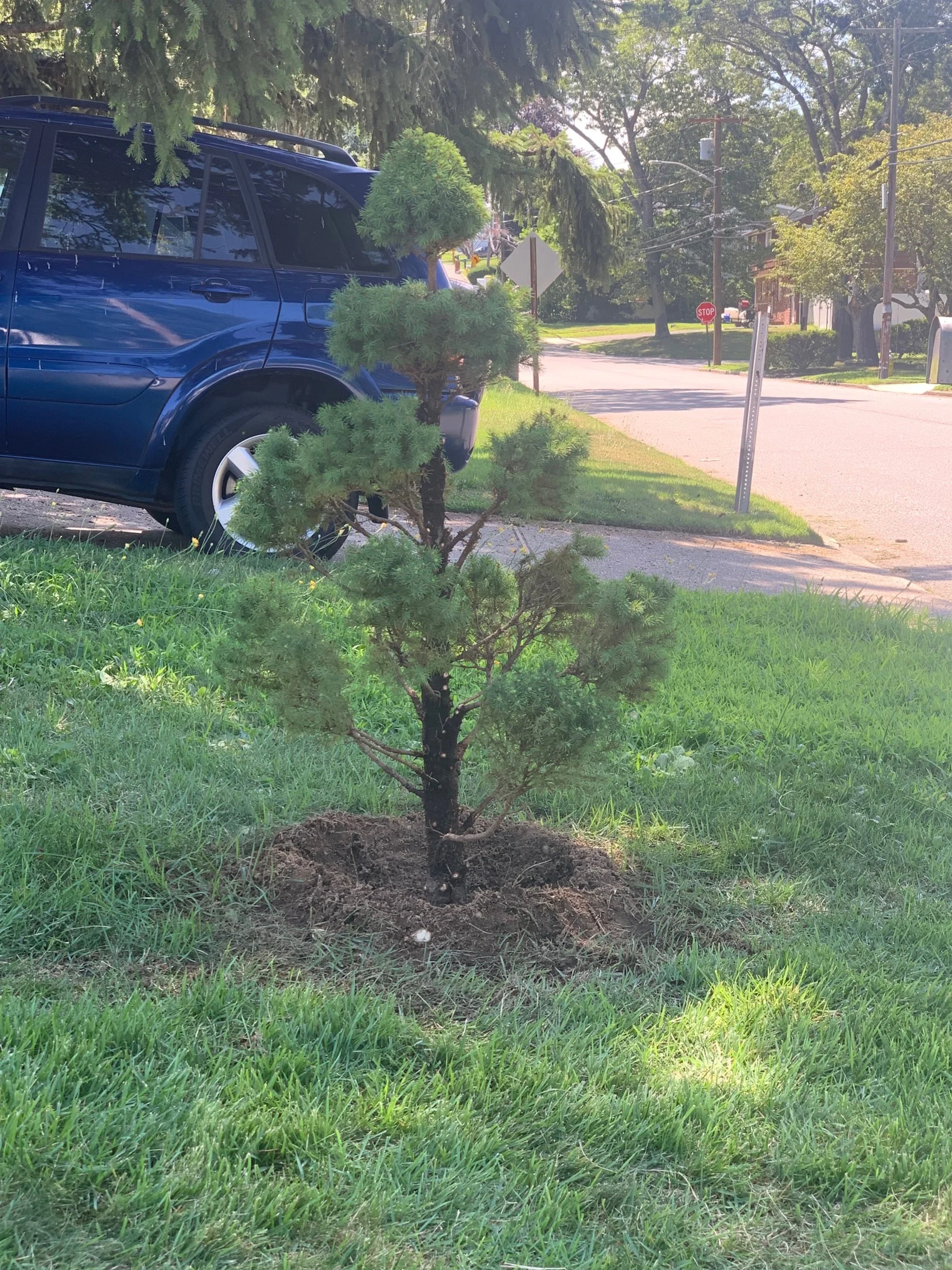 Small pine tree planted in a grassy yard with a blue vehicle and residential street in the background.