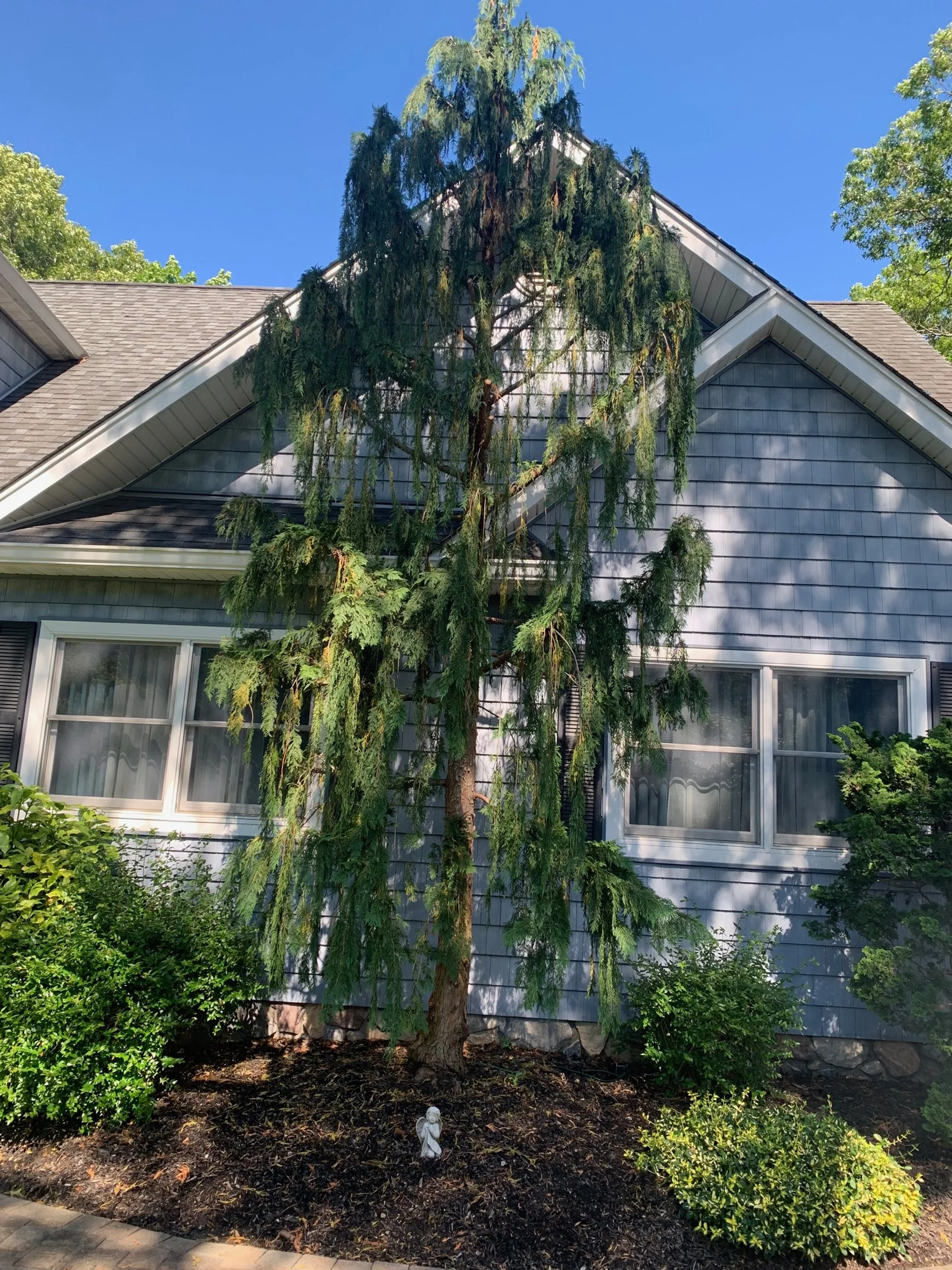 A large coniferous tree in front of a light blue house with white trim and multiple windows, under a clear blue sky.