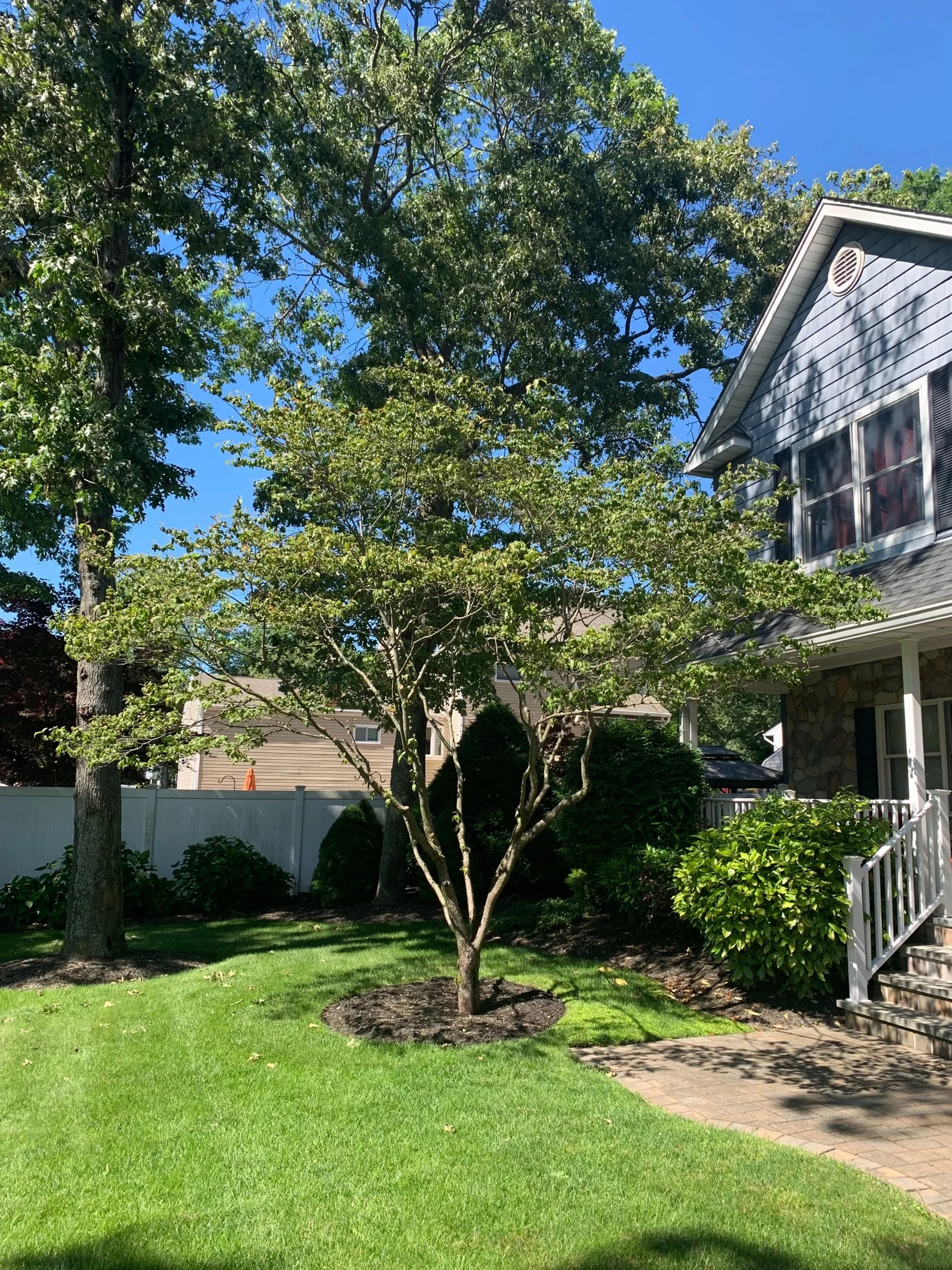 A suburban yard with a tree in the center, surrounded by green grass and bushes, with a house on the right and a wooden fence in the background. There's a paved pathway leading up to the house.