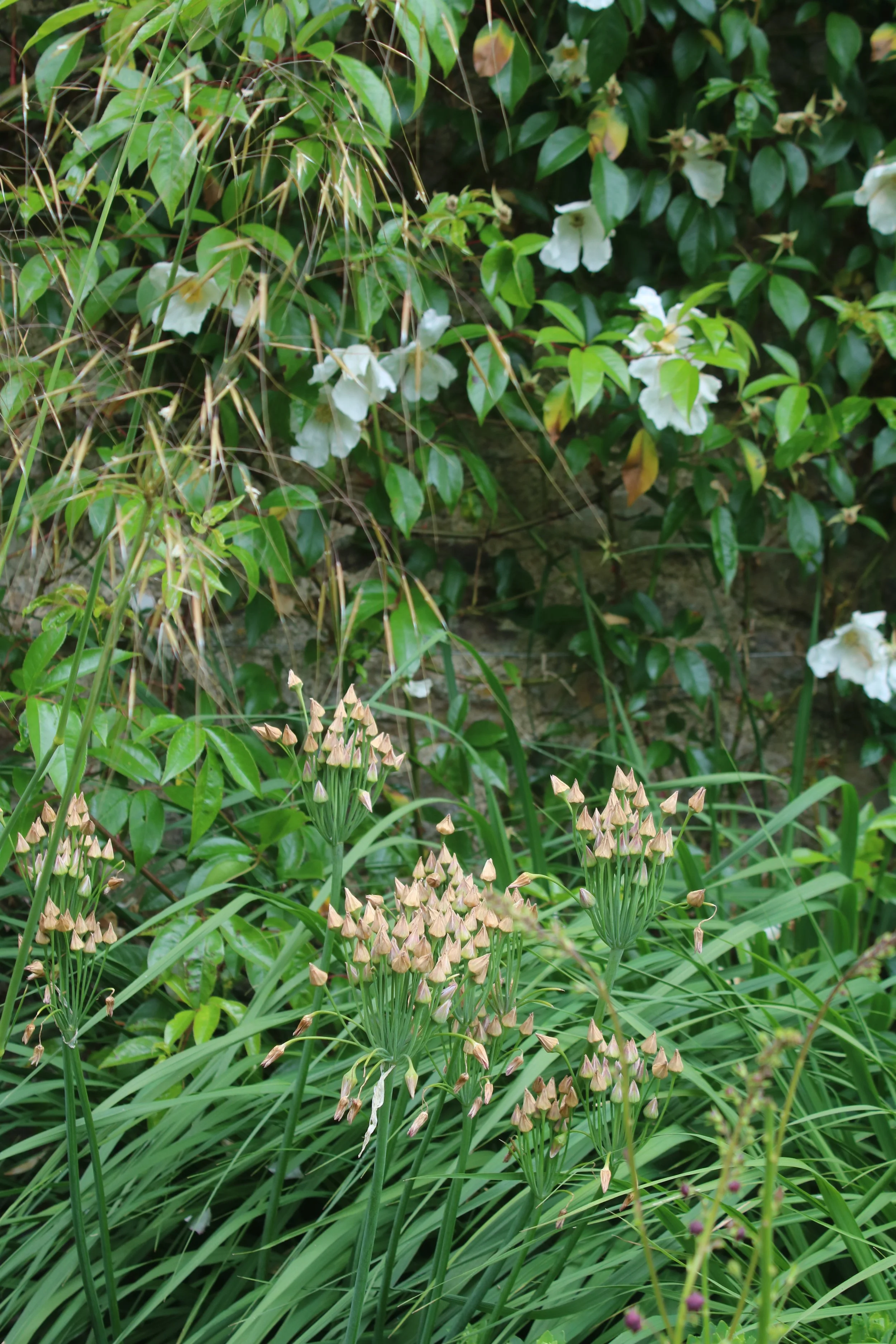 IMG_4651.JPG