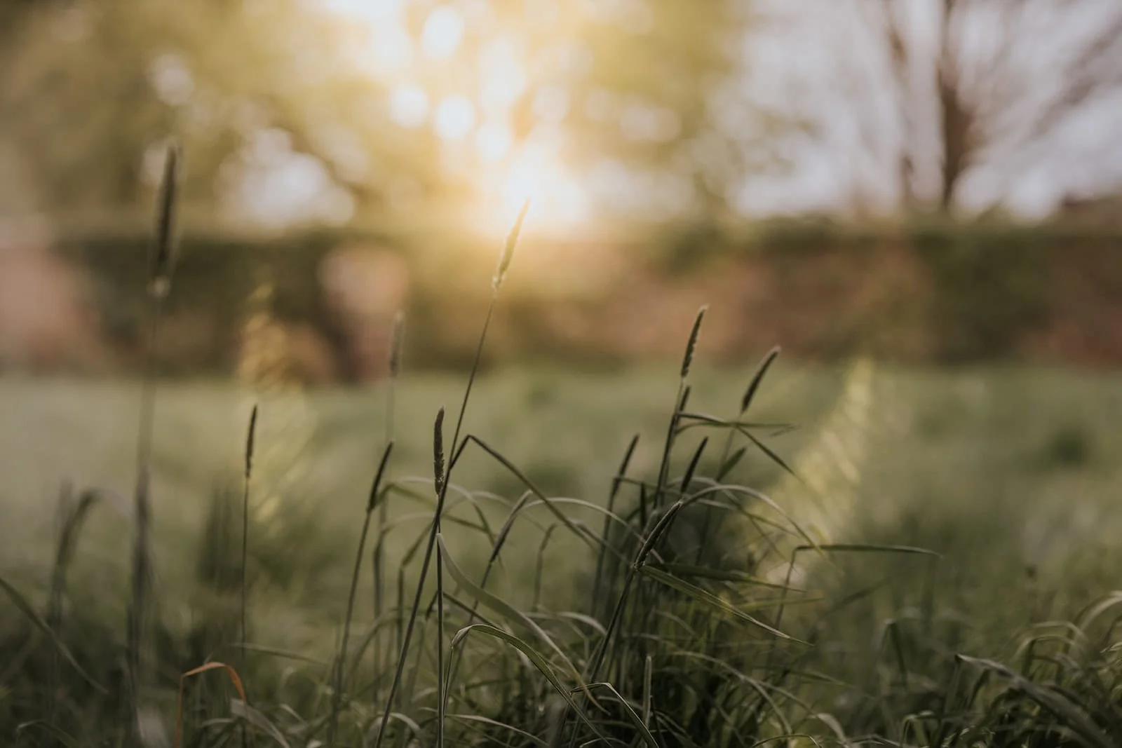 Somerset Lawn Light Dusk