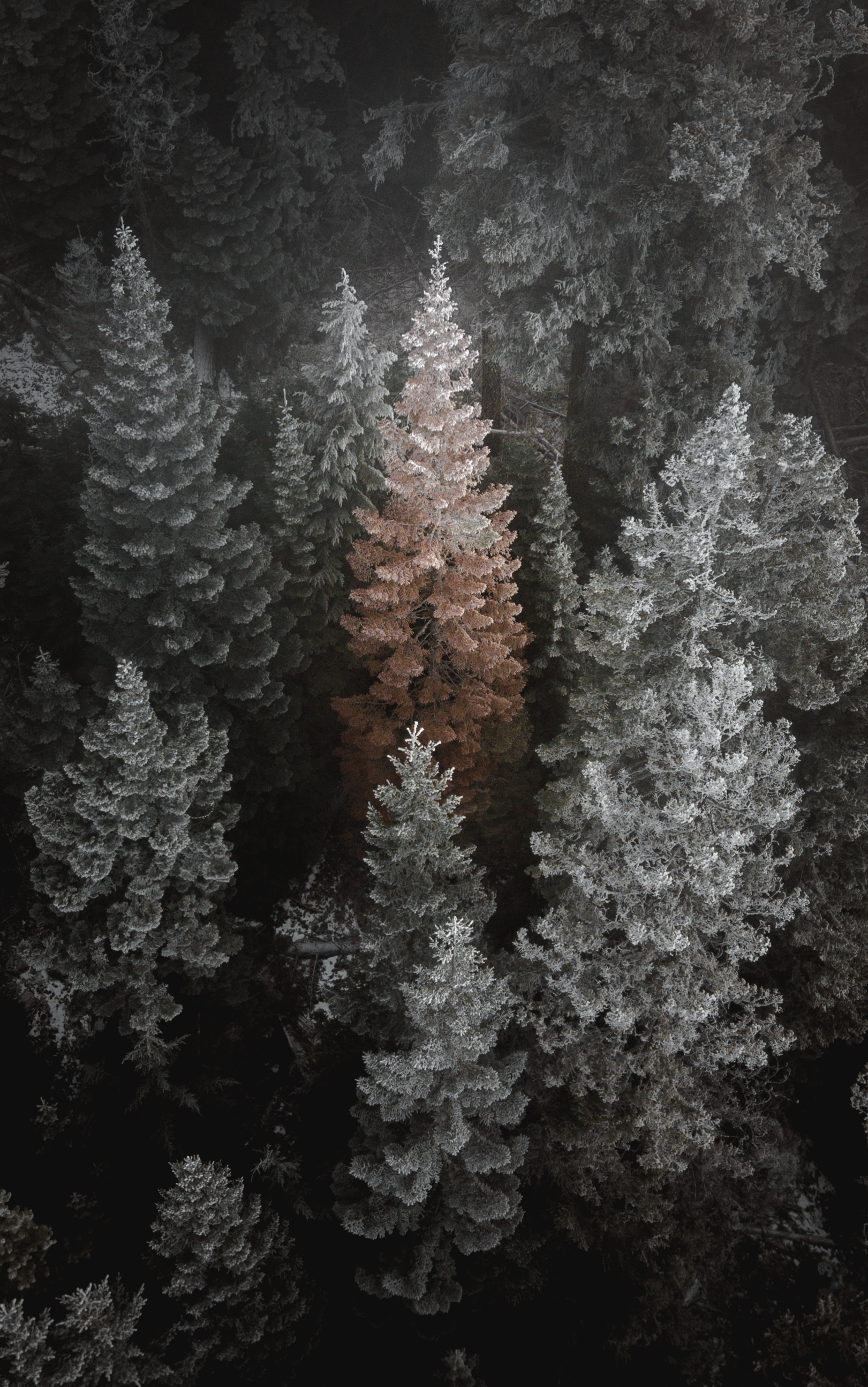 trees (1 of 1)-4.jpg