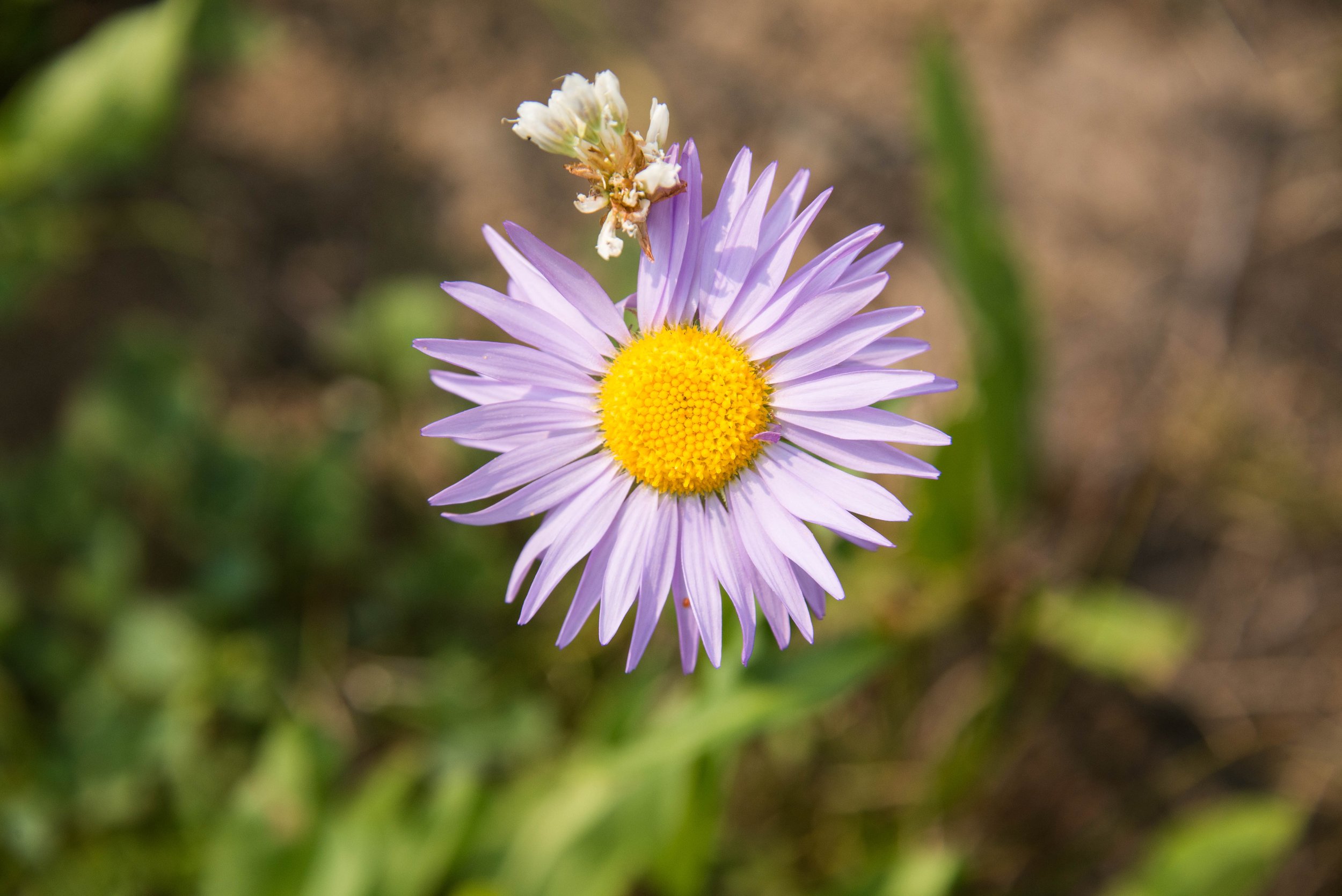 Close-up of a purple daisy flower with a bright yellow center, and a small white insect on top of the petals.
