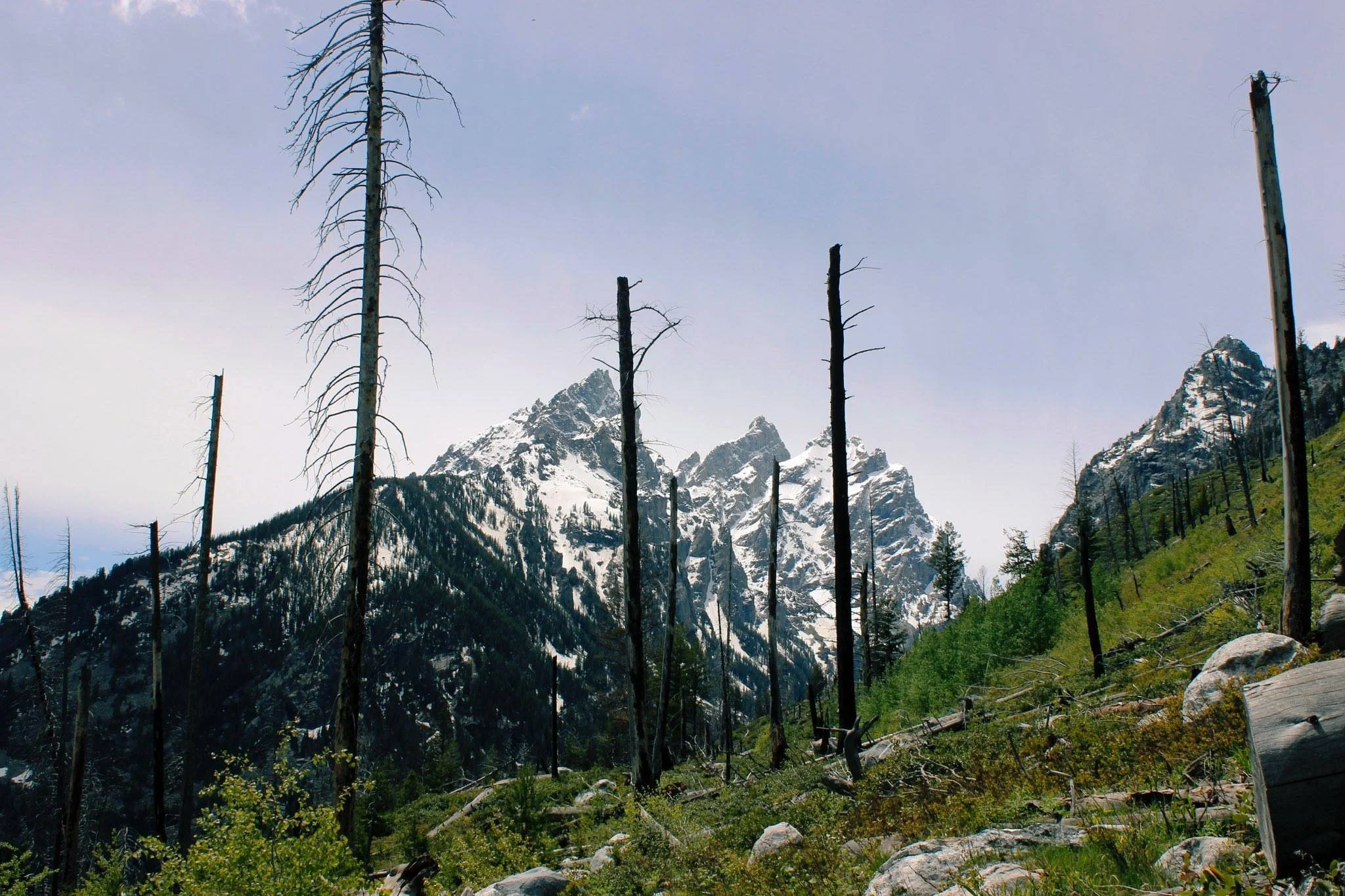 Mountain landscape with snow-capped peaks, several tall burnt trees in the foreground, green vegetation, and a cloudy sky.